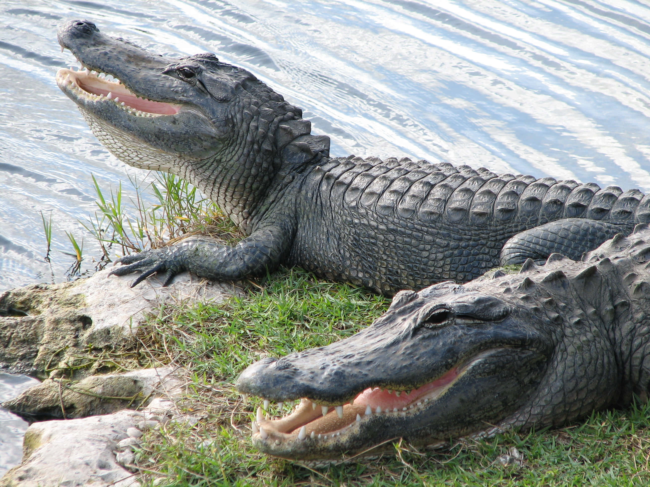 Alligator 桌布 壁紙 — 兩條短吻鱷在長滿草的河岸上曬太陽，張開嘴巴露出牙齒，在明亮的日光下。
