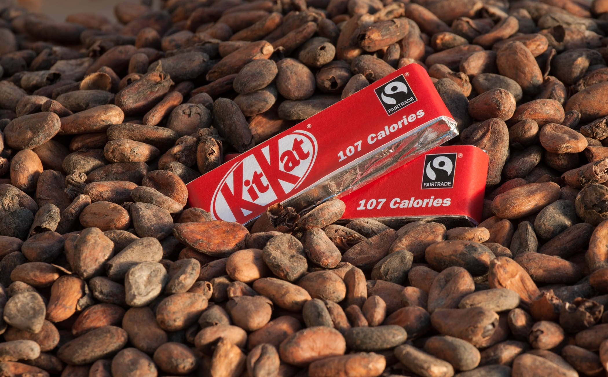 Chocolate 桌布 壁紙 — 兩條紅色KitKat巧克力棒放在一堆生可可豆上，沐浴在溫暖的金色光芒中。