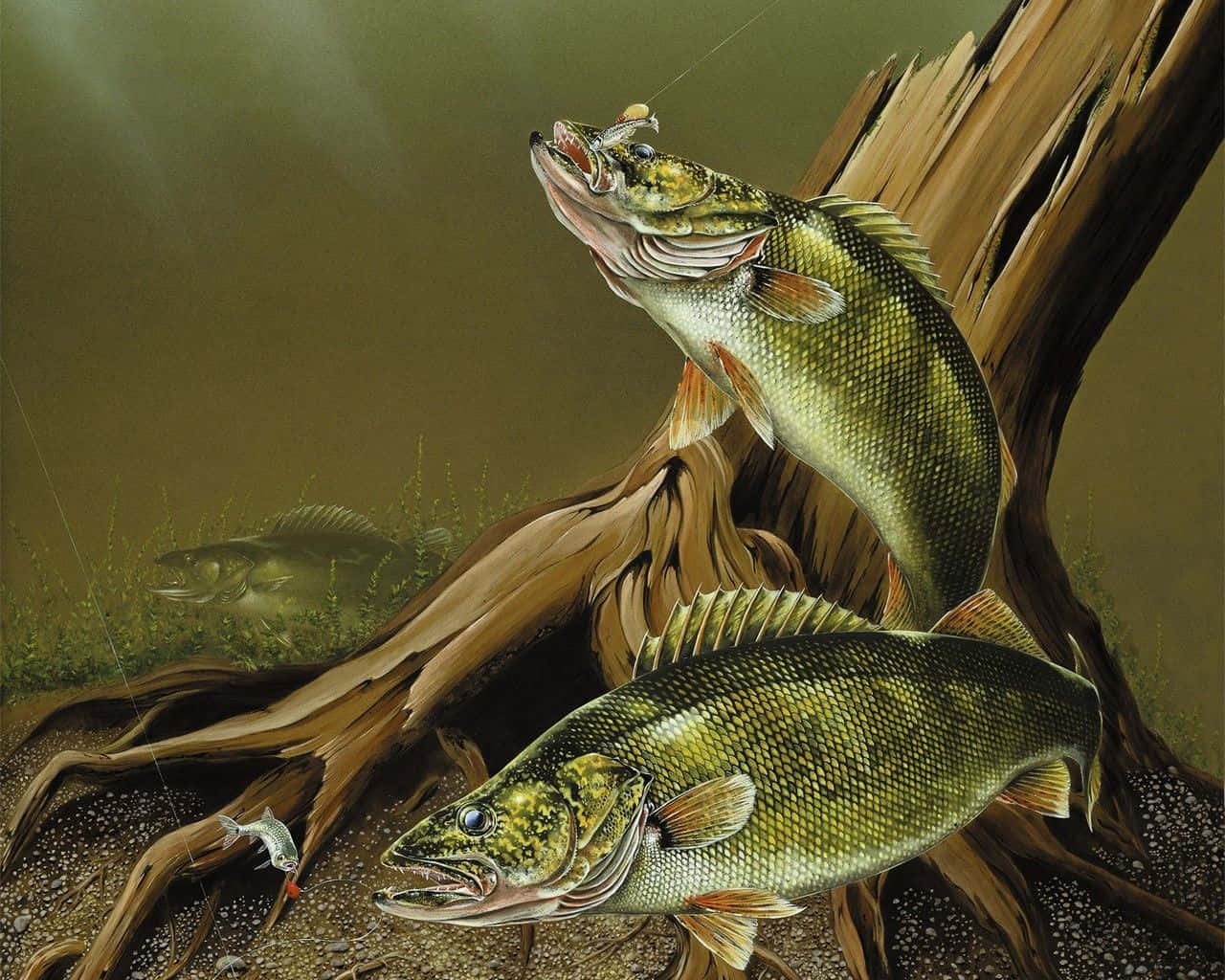 Walleye 桌布 壁紙 — 兩條細節豐富的魚從渾濁的水中躍起，圍繞著一根沉沒的圓木，嘴裡叼著魚餌。