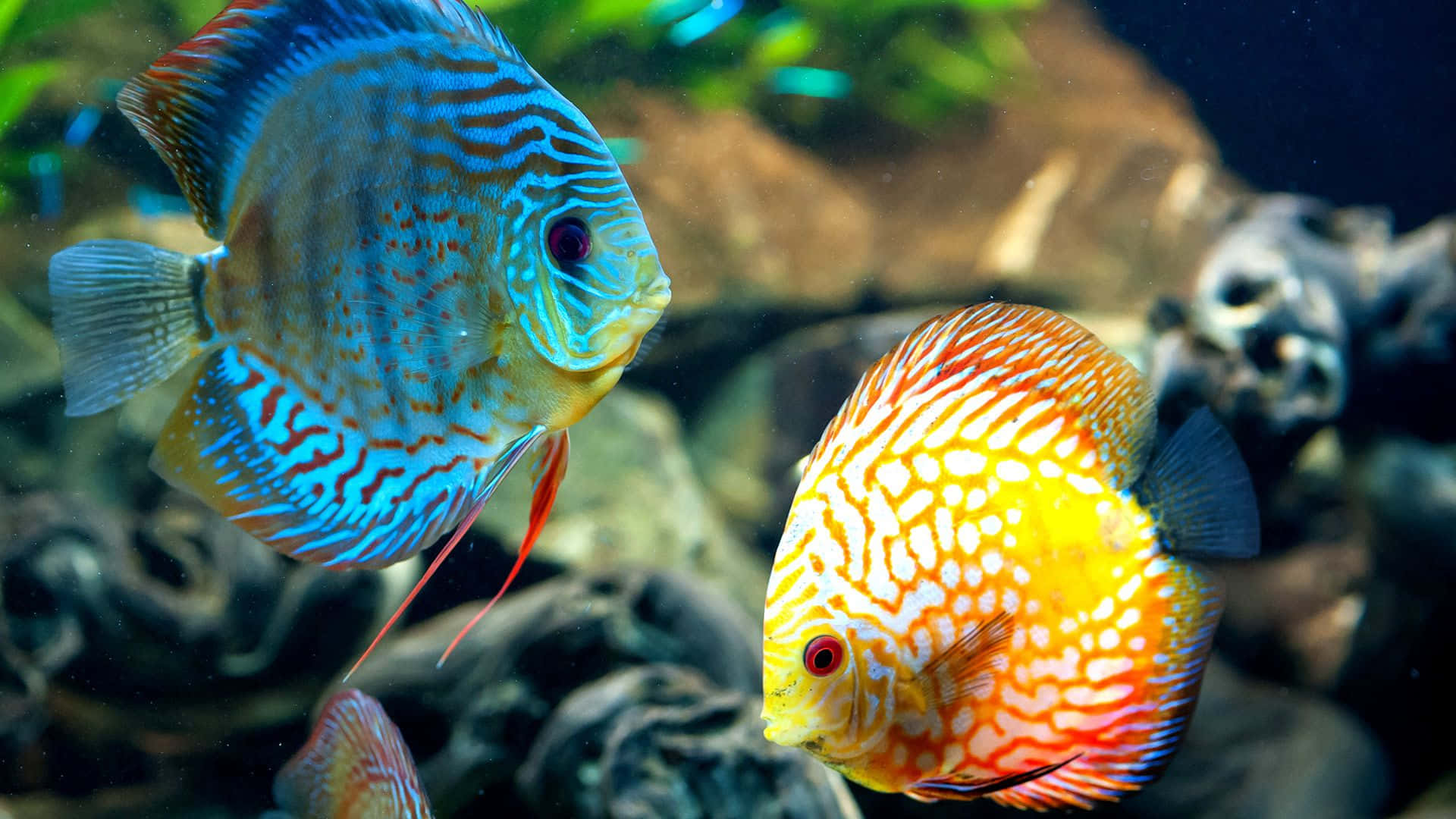 Fish Desktop 桌布 壁紙 — 兩條色彩鮮豔的七彩神仙魚在岩石水族裝飾和茂盛綠色植物附近優雅地游動。
