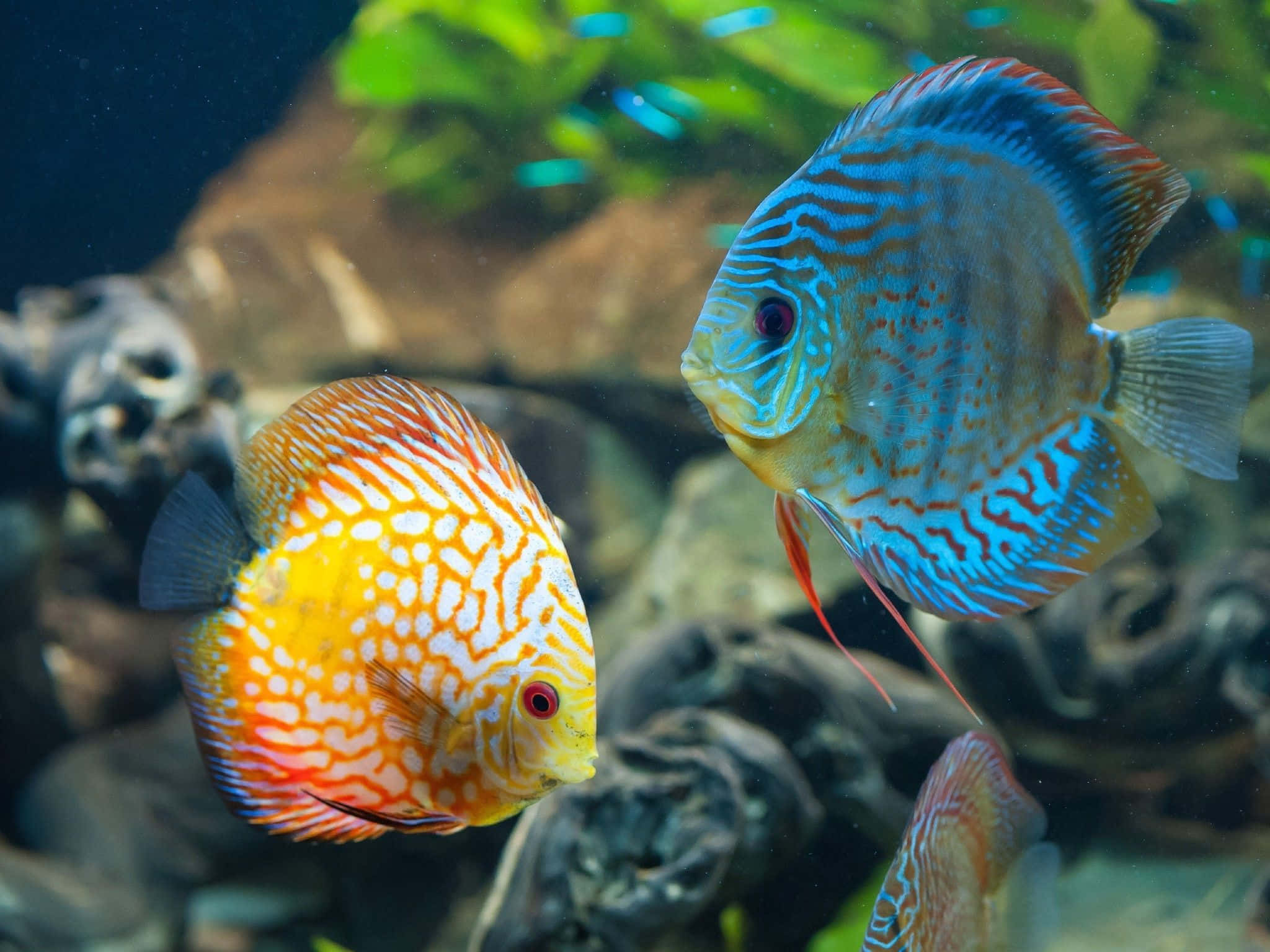 HD Fish 桌布 壁紙 — 兩條色彩鮮豔的七彩神仙魚在清澈的水族箱中，優雅地在岩石和綠色植物附近游動。