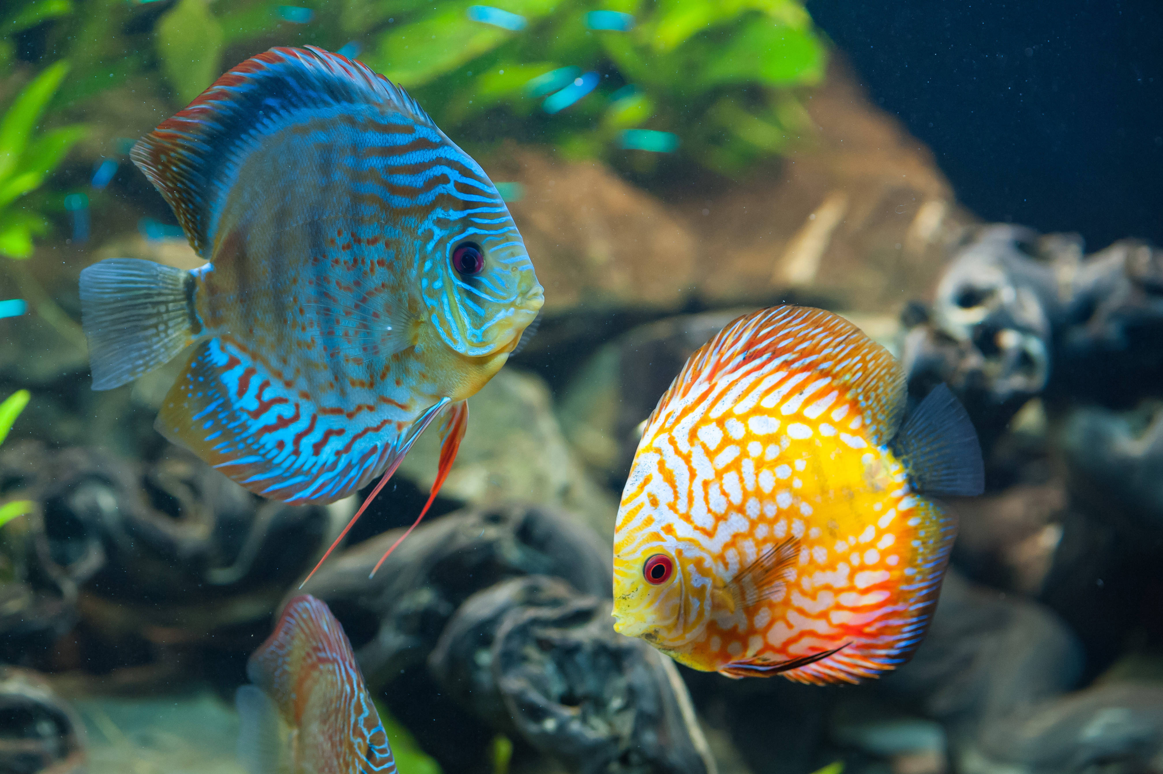 Aquarium 桌布 壁紙 — 兩條色彩鮮豔的七彩神仙魚在清澈的水族箱中，優雅地游近茂盛的綠色植物和深色沉木。