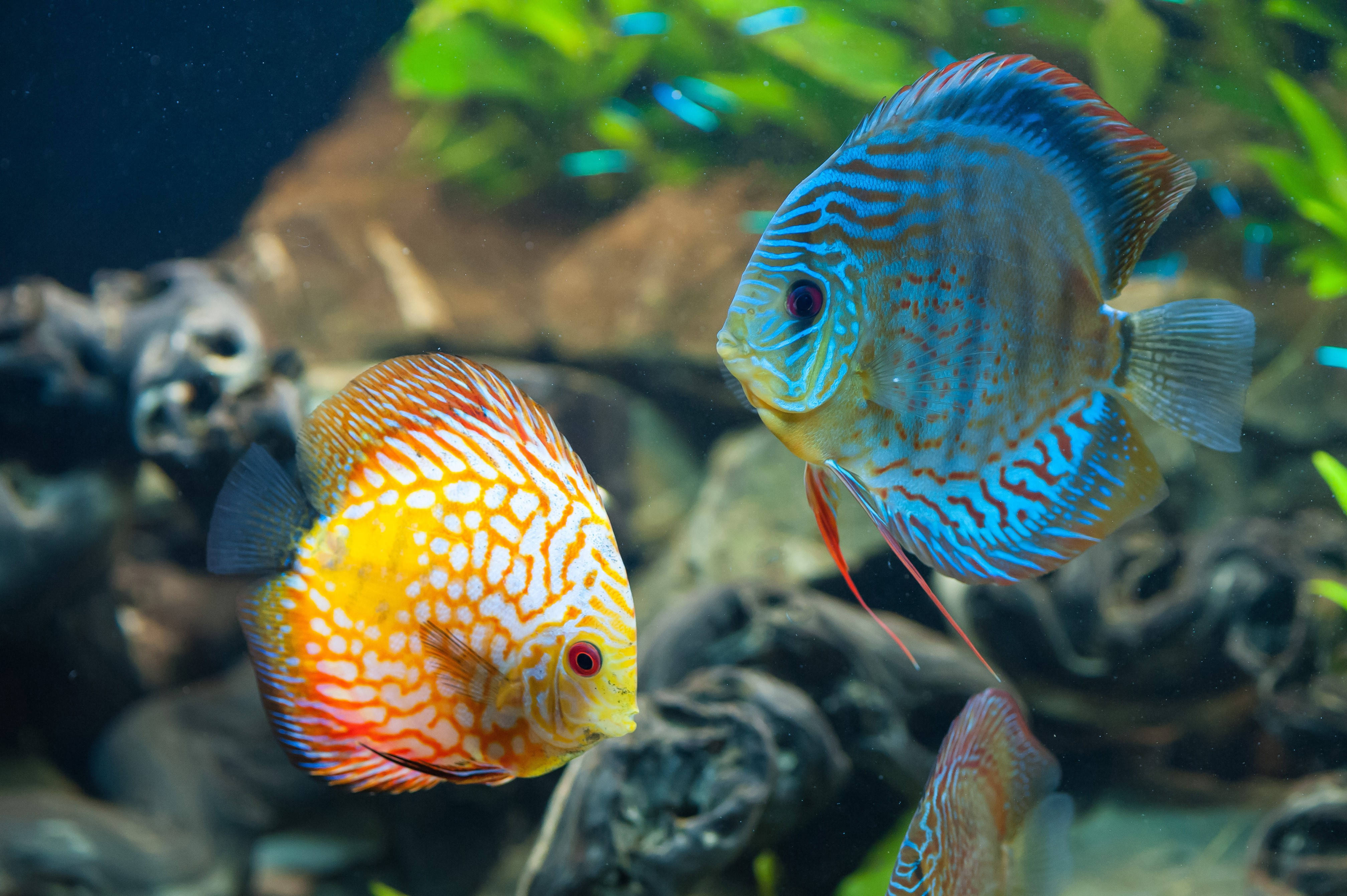 水下動畫 桌布 壁紙 — 兩條色彩鮮豔的七彩神仙魚在清澈的水族箱中，優雅地在沉木和綠色植物附近游動。