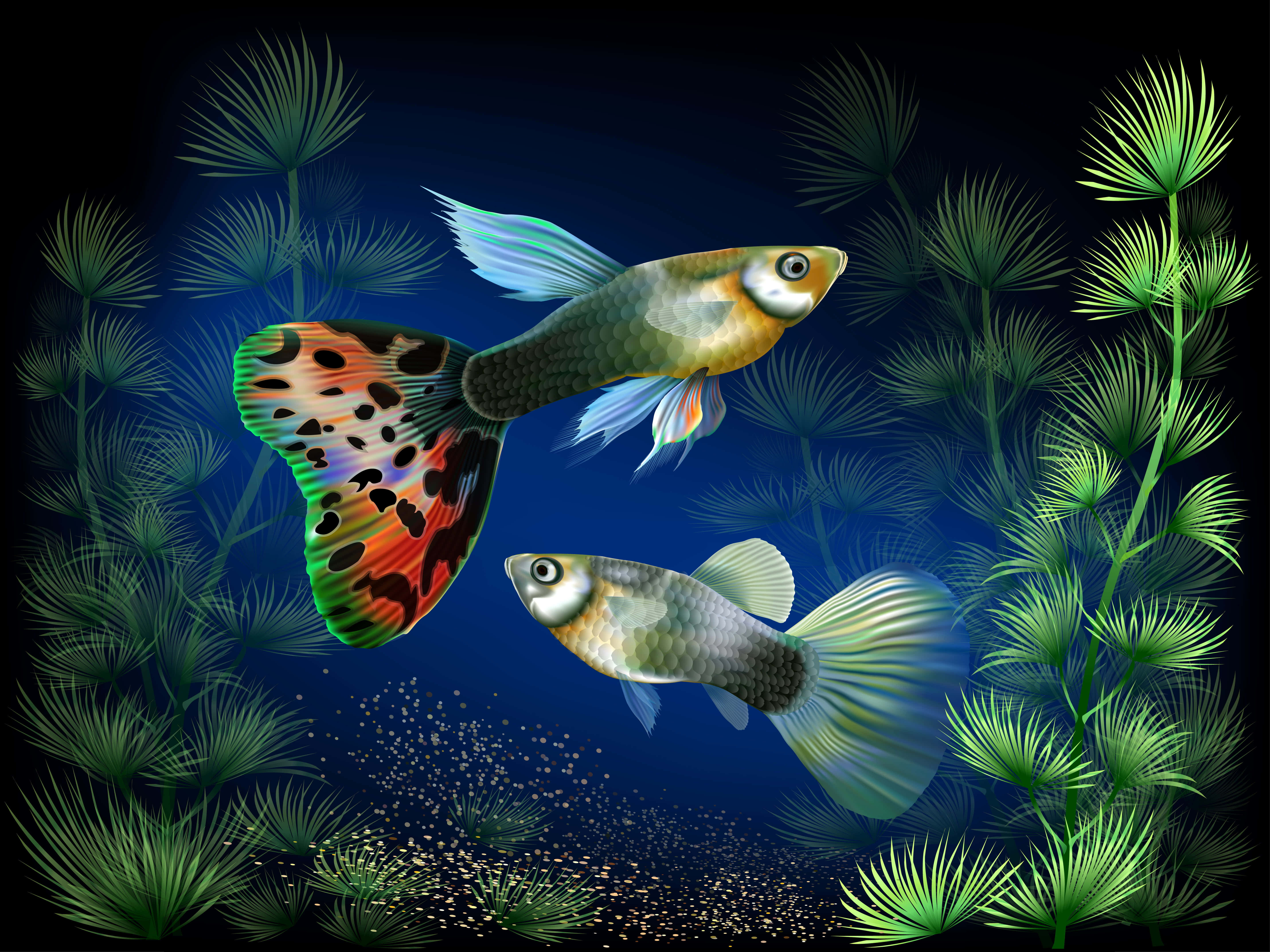 Aquarium 桌布 壁紙 — 兩條色彩鮮豔的孔雀魚在深藍色水下場景中，在發光的綠色水生植物間優雅地游動。
