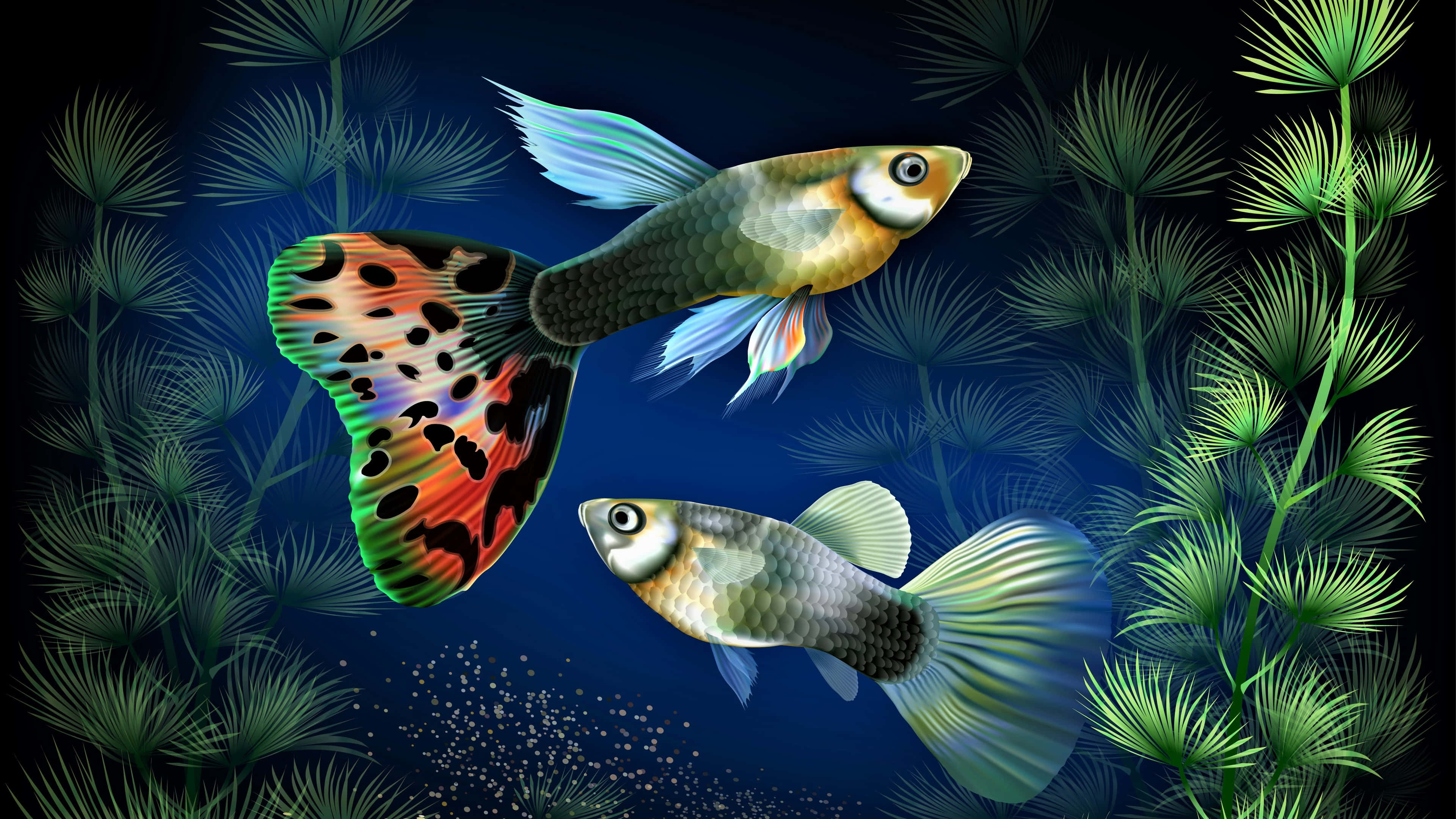 4K Fish 桌布 壁紙 — 兩條色彩鮮豔的孔雀魚在深藍色水下場景中，於茂密的綠色水生植物間優雅游動。