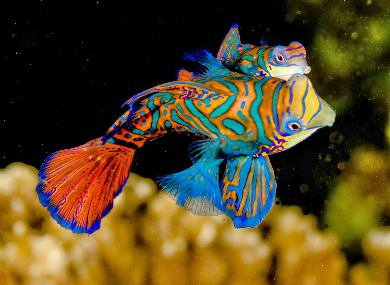 酷魚 桌布 壁紙 — 兩條色彩鮮豔的官服魚在深色背景和下方模糊的珊瑚旁緊密地游在一起。