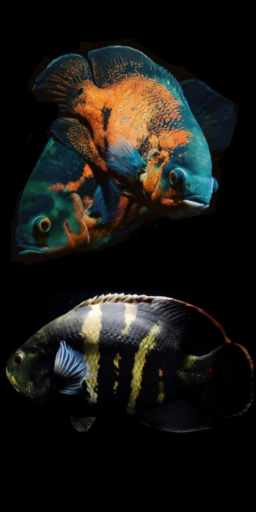 Pixel 3 Fish 桌布 壁紙 — 兩條色彩鮮豔的熱帶魚，帶有電光藍和火橙色圖案，在純黑背景中游動。