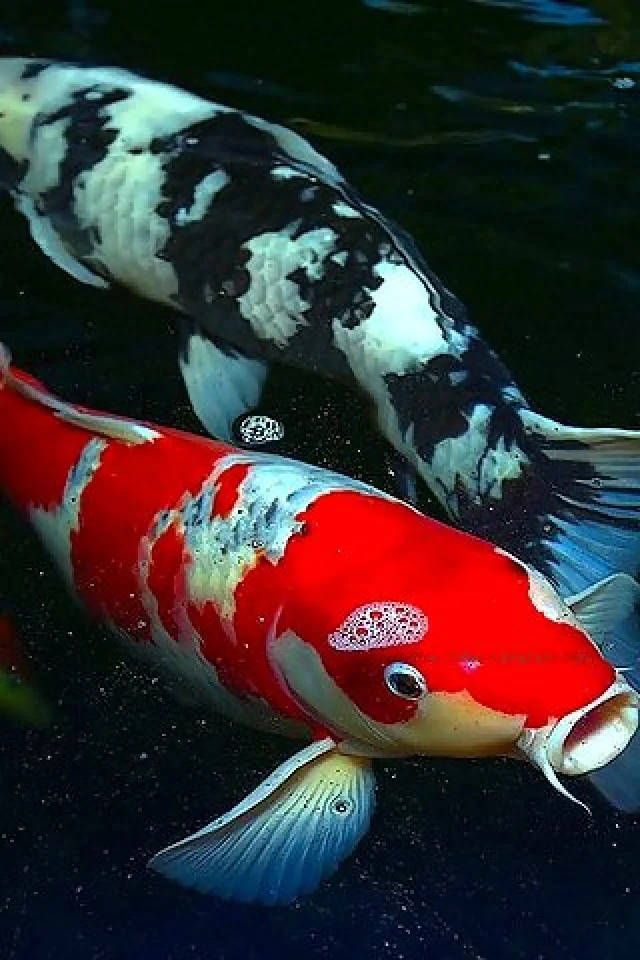 魚 桌布 壁紙 — 兩條色彩鮮豔的錦鯉在暗水中優雅地游動，一條紅白色，一條黑白色，帶有細緻的鱗片和流暢的魚鰭。