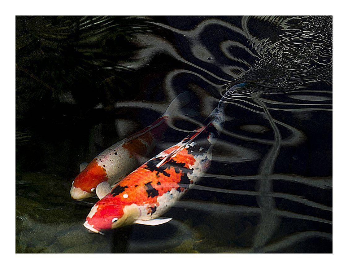 Beautiful Fish 桌布 壁紙 — 兩條色彩鮮豔的錦鯉在黑暗的水中優雅地滑行，牠們的橙色、黑色和白色圖案映照在漣漪的水面上。