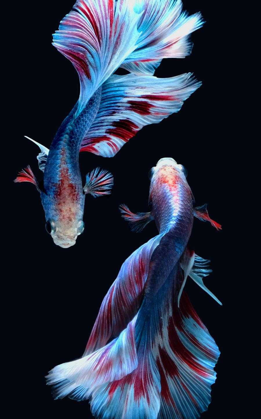 Beautiful Fish 桌布 壁紙 — 兩條色彩鮮豔的鬥魚，帶有流動的藍色和紅色魚鰭，在純黑色背景下優雅地游動。