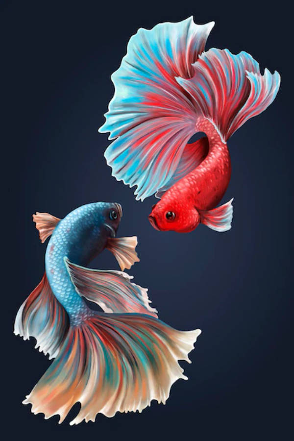 魚 桌布 壁紙 — 兩條色彩鮮豔的鬥魚，擁有流動的紅色、藍色和藍綠色魚鰭，在深色背景上面對面。
