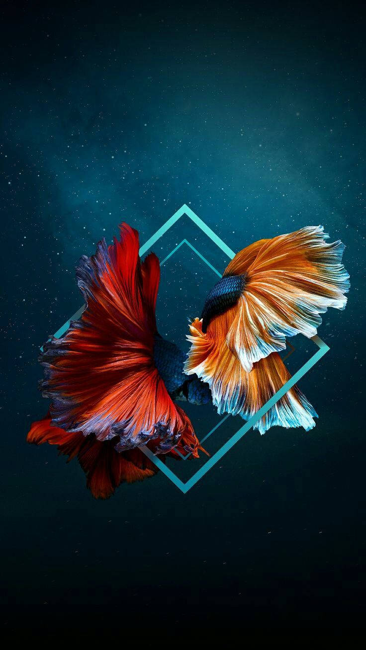 動物 桌布 壁紙 — 兩條色彩鮮豔的鬥魚，擁有流暢的魚鰭，在星光閃爍的藍綠色背景中優雅地游動，背景由發光的幾何線條框住。