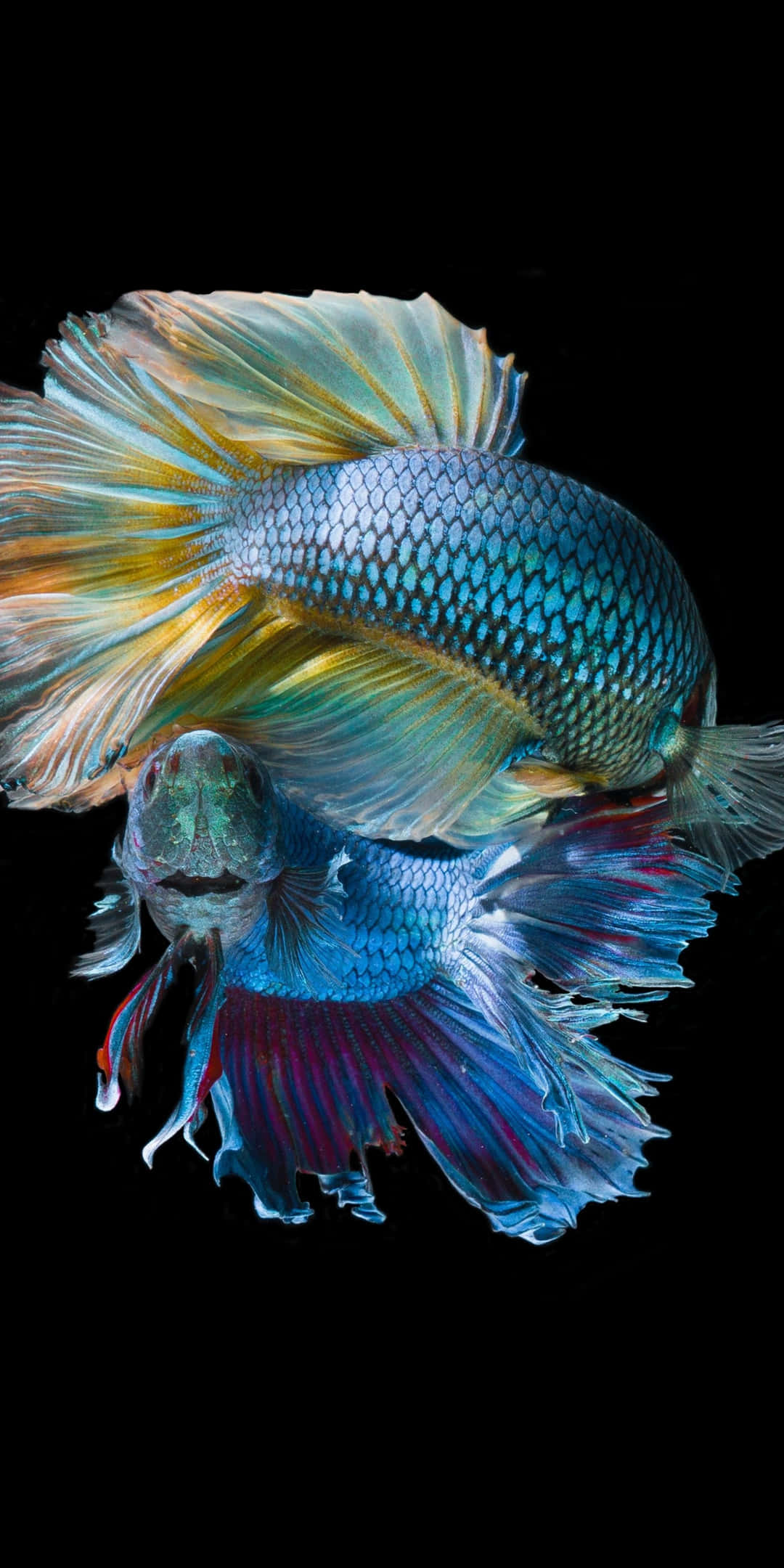 Pixel 3 Fish 桌布 壁紙 — 兩條色彩鮮豔的鬥魚，擁有流暢的魚鰭，在純黑背景上懸浮，展現出虹彩般的藍、黃和紅色。