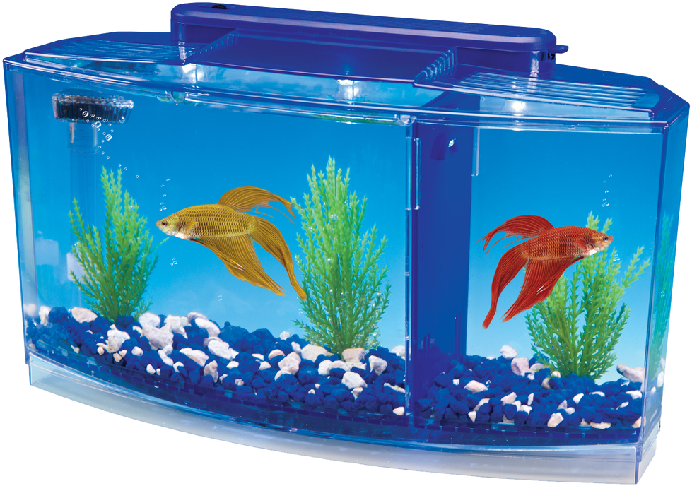 魚 桌布 壁紙 — 兩條色彩鮮豔的鬥魚在彎曲的水族箱中優雅地游動，水族箱內有藍色礫石和綠色植物。