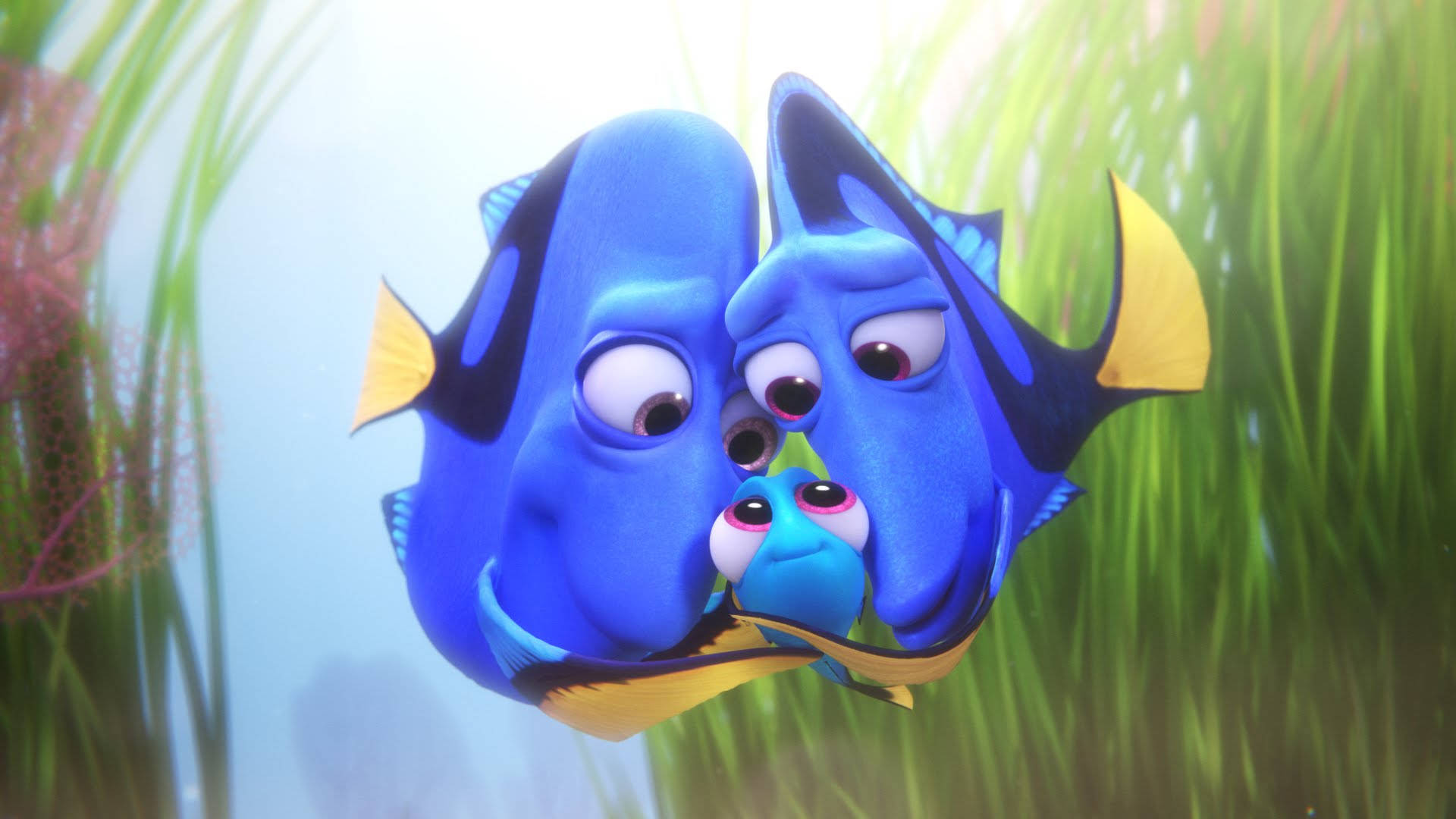 Dory 桌布 壁紙 — 兩條藍色刺尾魚和一條細小的藍色魚在陽光照射的水草中緊密地游在一起。