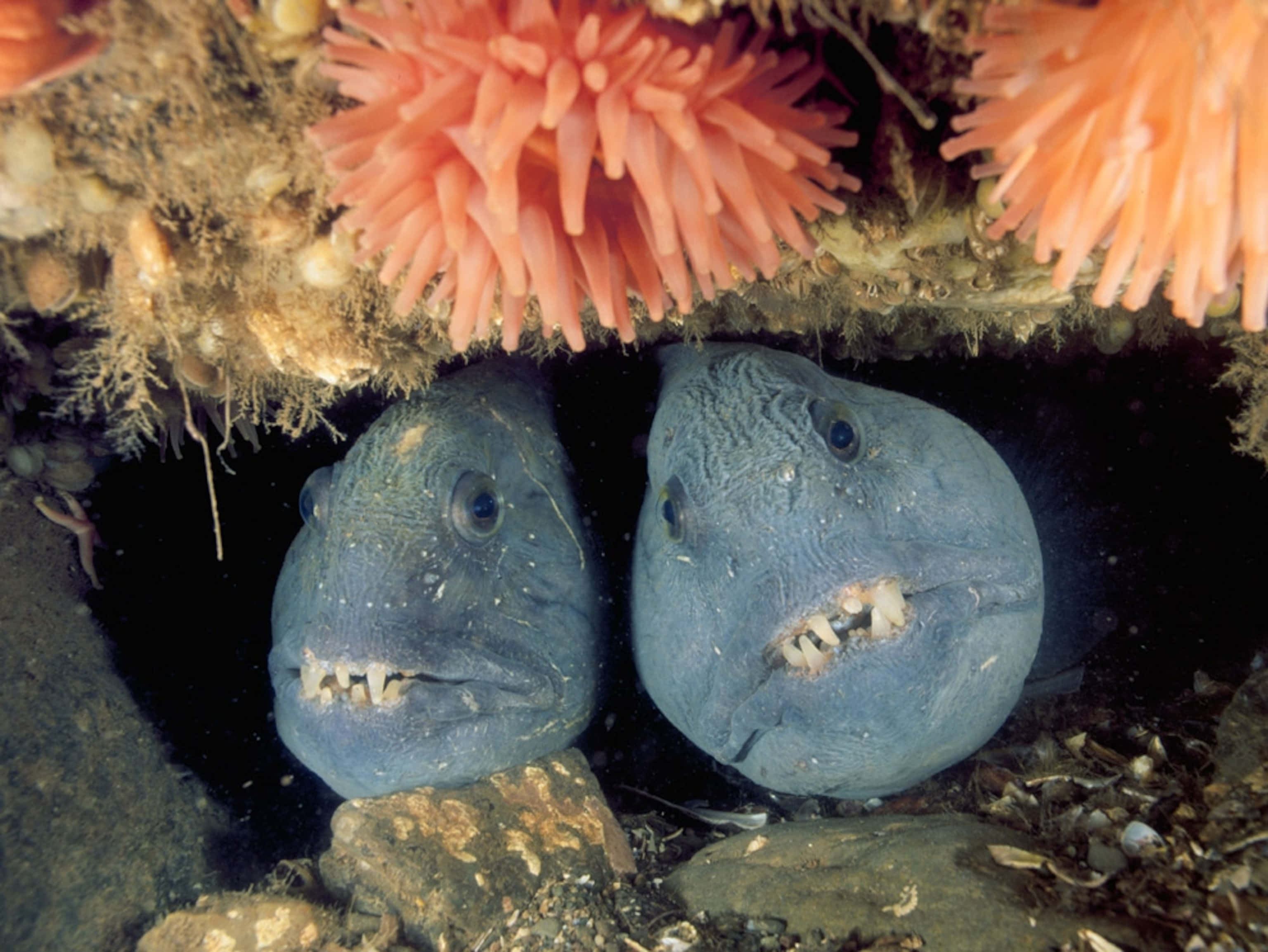 Scary Underwater 桌布 壁紙 — 兩條藍色鰻魚長著鋒利牙齒，從鮮豔粉紅海葵下的岩石縫隙中探出頭來。