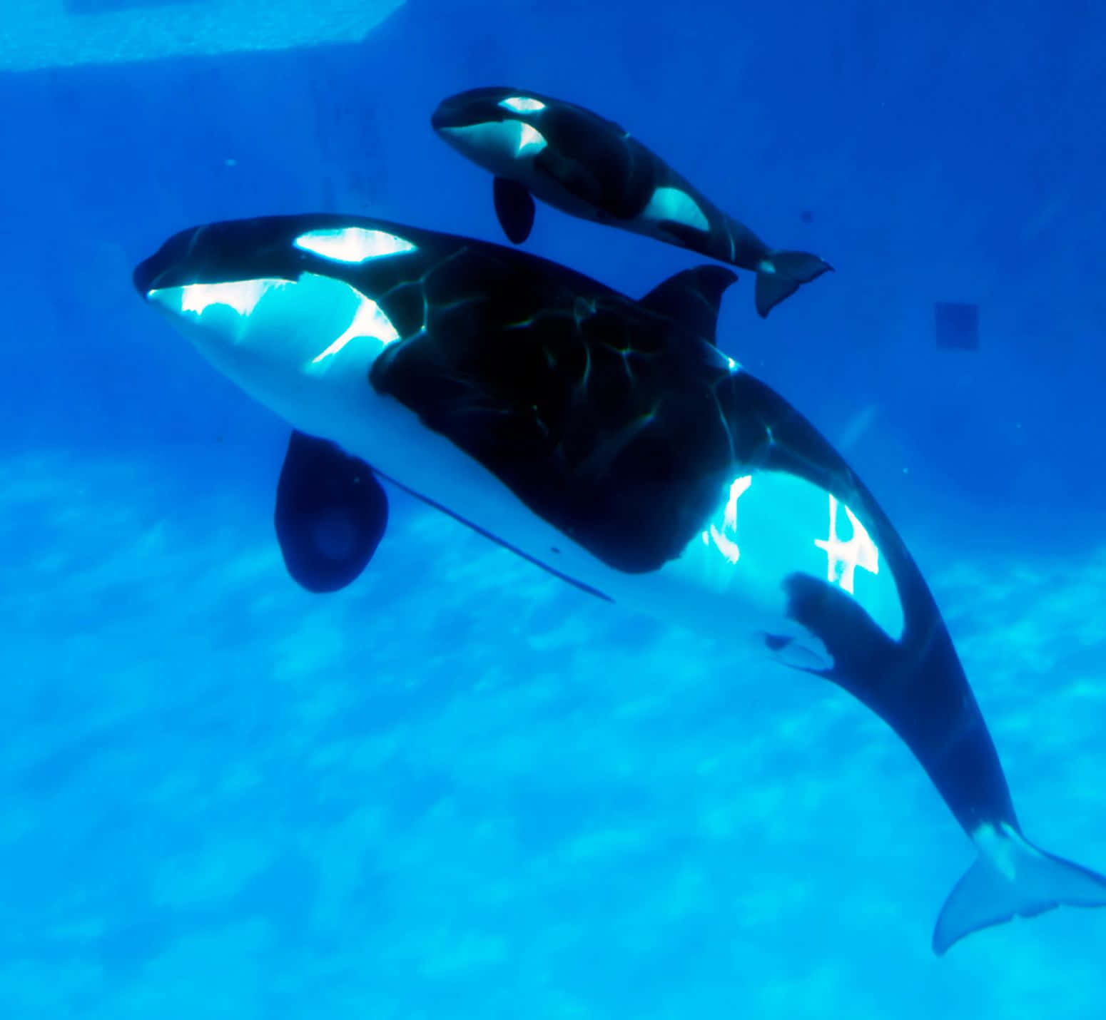 Killer Whale 桌布 壁紙 — 兩條虎鯨優雅地滑過清澈的藍色海水，陽光在它們周圍過濾而下。