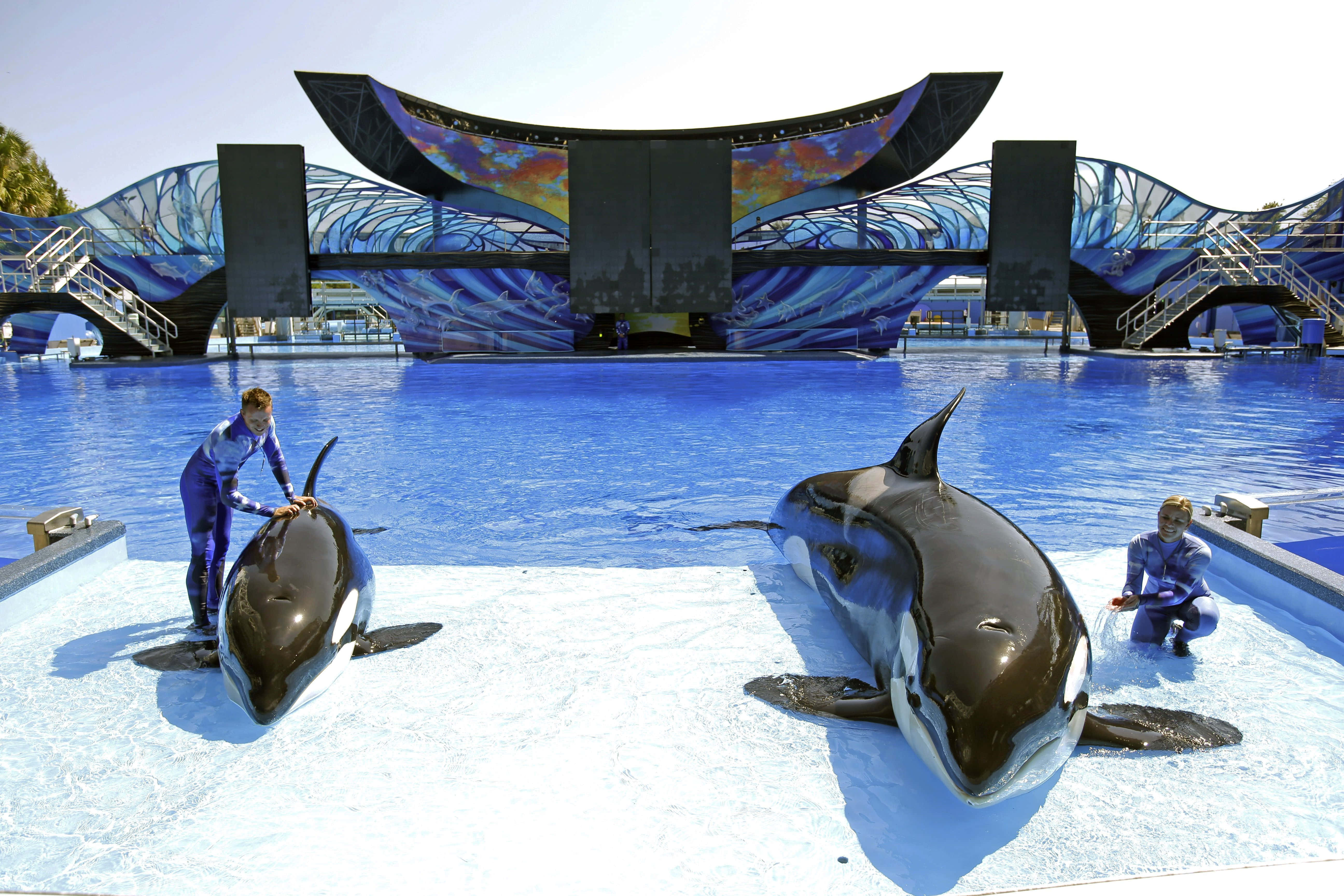 Seaworld 桌布 壁紙 — 兩條虎鯨在一個充滿活力的藍色泳池中的白色平台上休息，訓練員在明亮的陽光下與牠們互動。