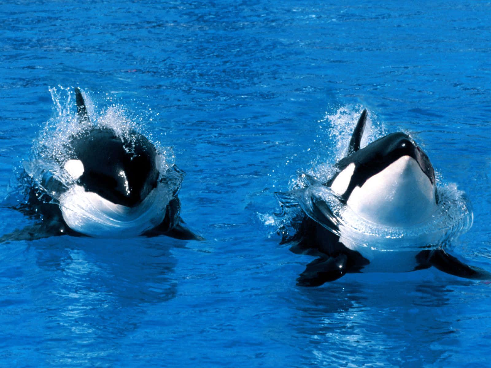 Killer Whale 桌布 壁紙 — 兩條虎鯨在充滿活力的藍色海水中躍出，在它們黑白相間的身體周圍形成動態的水花。
