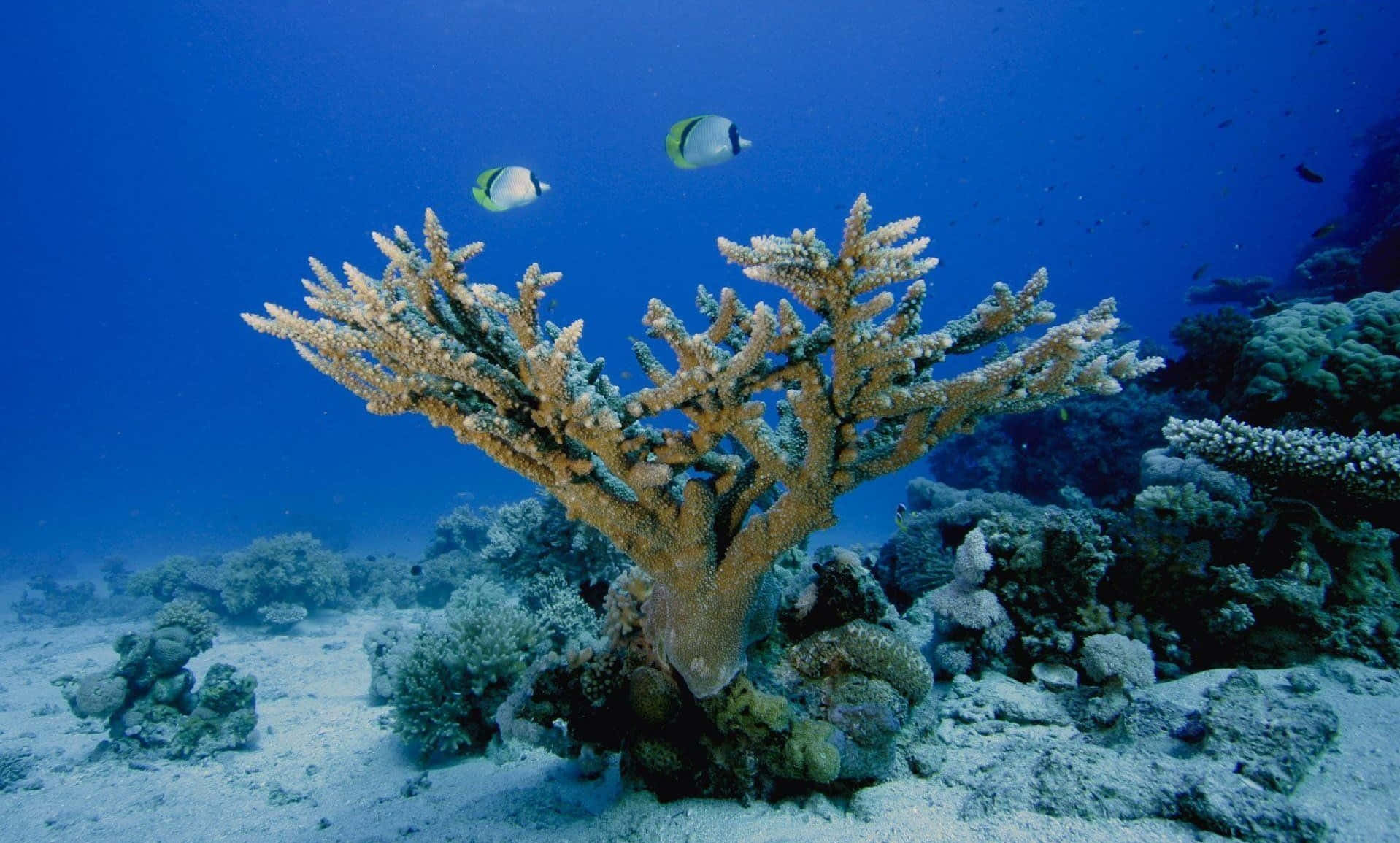 兩條蝴蝶魚在清澈的藍色水中靠近珊瑚礁游泳。 — 水下動畫 壁紙