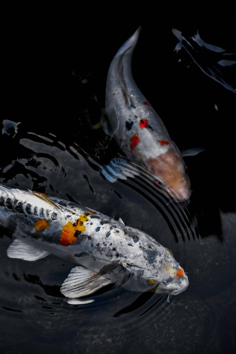 魚 桌布 壁紙 — 兩條觀賞錦鯉在暗水中優雅地滑行，在牠們色彩斑斕的鱗片下泛起輕柔漣漪。
