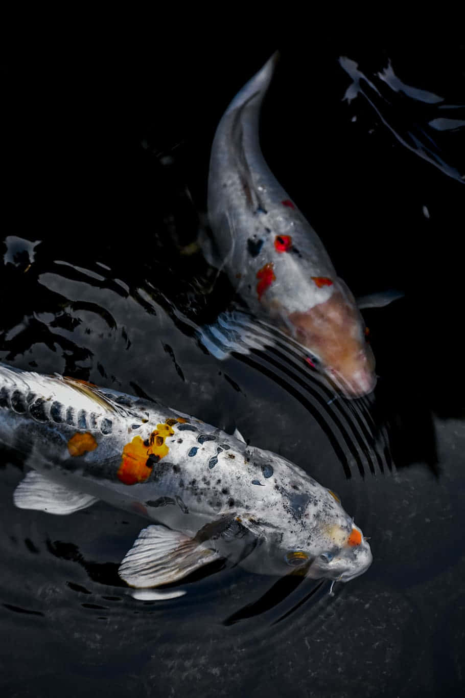 Beautiful Fish 桌布 壁紙 — 兩條觀賞錦鯉在暗水中優雅滑行，在色彩斑斕的鱗片下泛起輕柔漣漪。