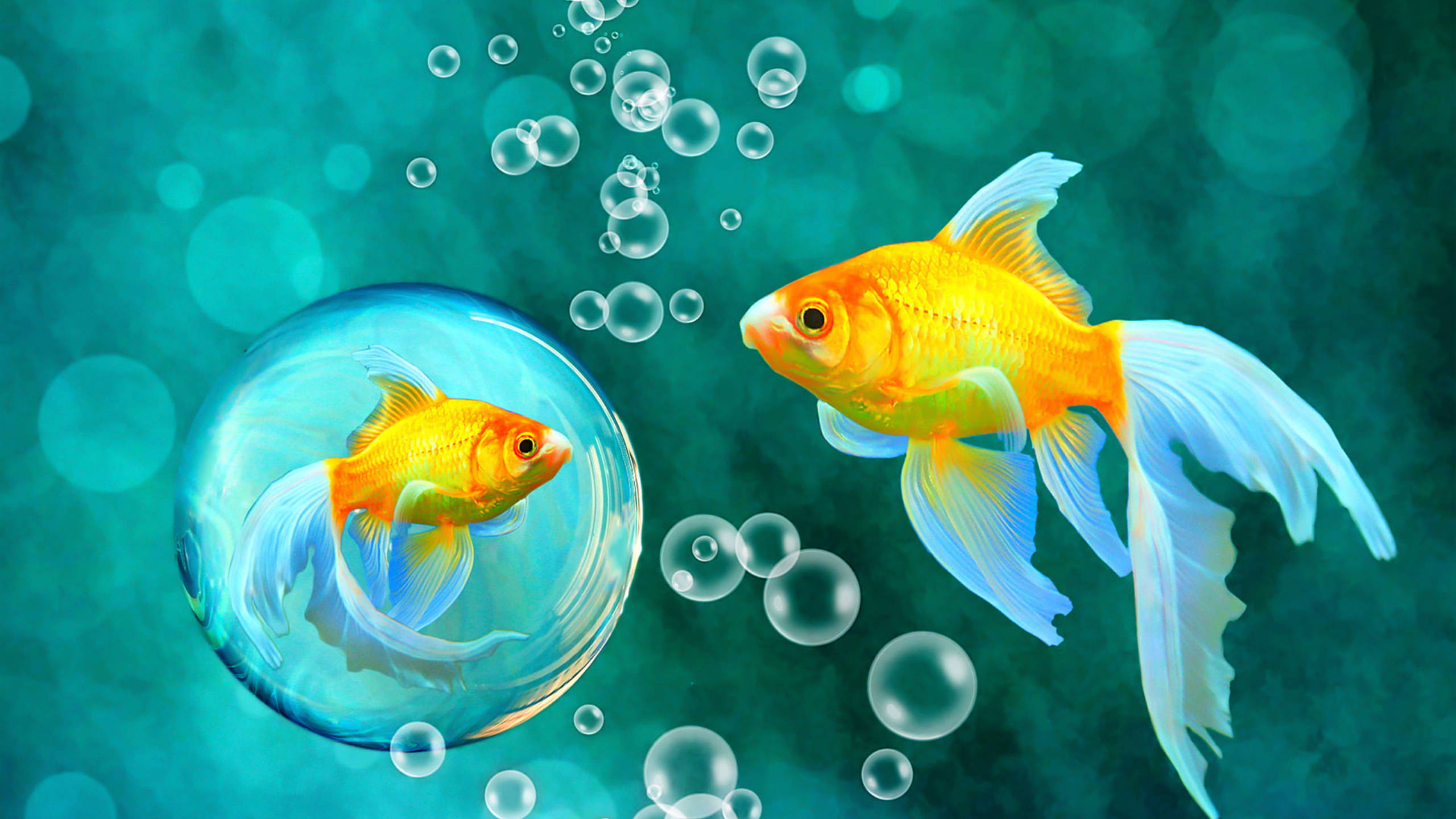 Goldfish 桌布 壁紙 — 兩條金色魚，一條被困在氣泡中，另一條自由游動，背景是藍綠色散景和漂浮的氣泡。
