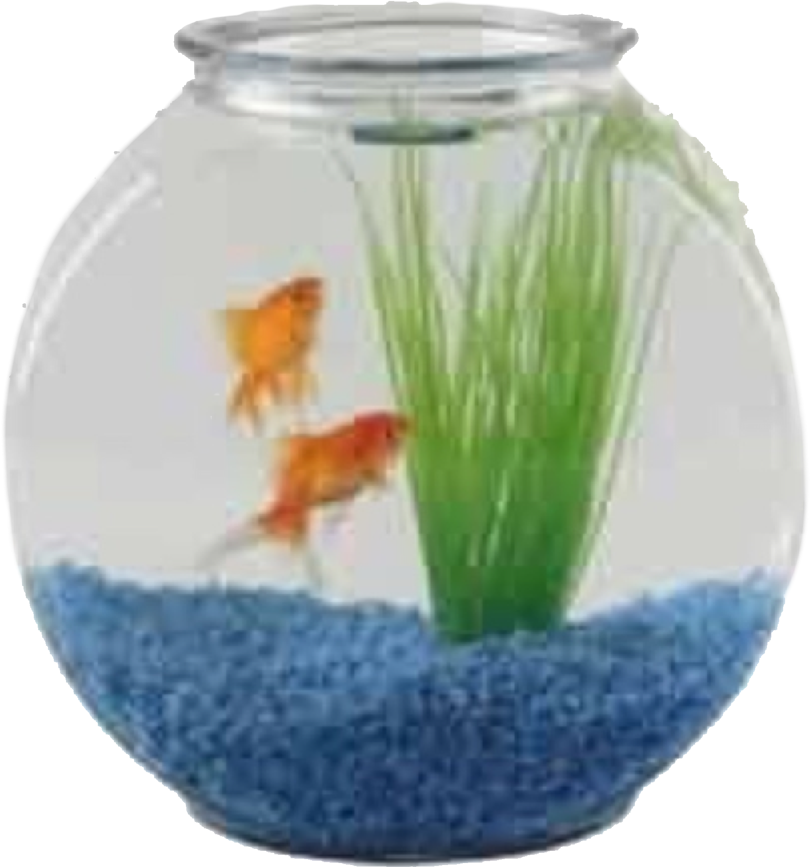 金魚 桌布 壁紙 — 兩條金魚在一個裝有藍色礫石和綠色人造草的圓形玻璃碗中優雅地游動。