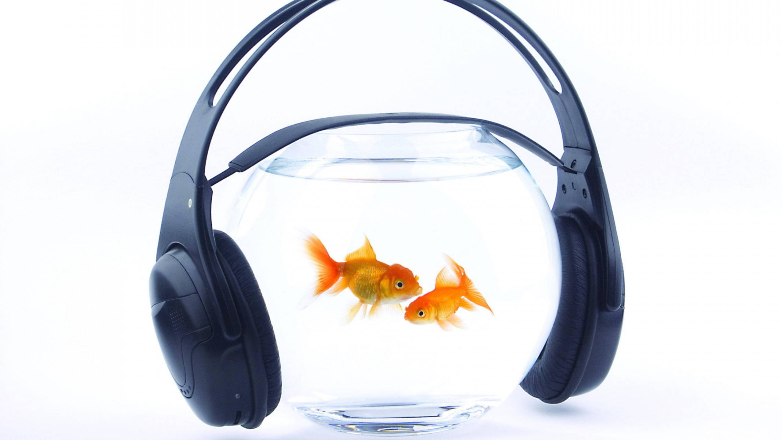 Goldfish 桌布 壁紙 — 兩條金魚在玻璃碗中游動，碗被黑色頭戴式耳機環繞，背景為純白色。