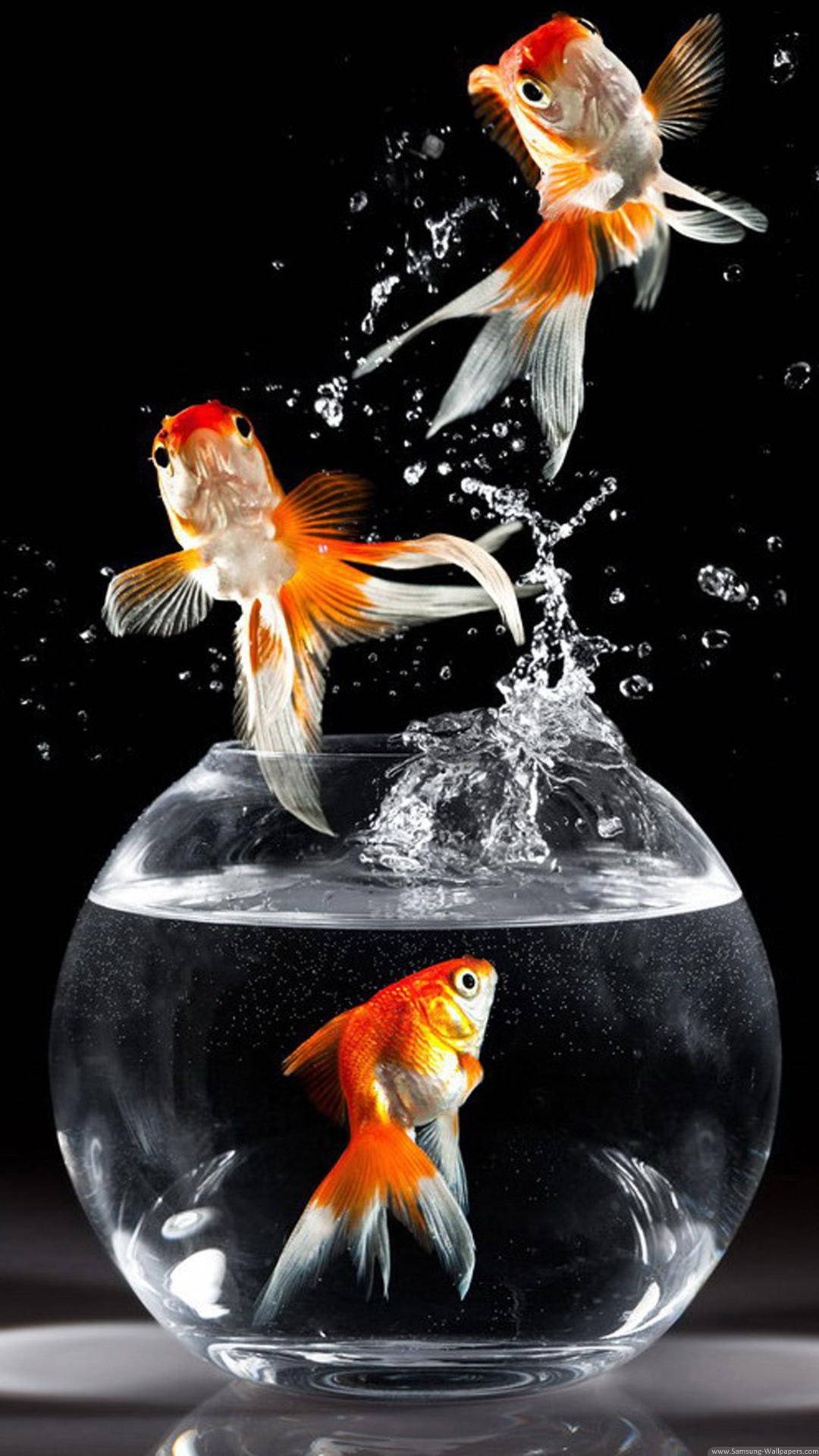 Goldfish 桌布 壁紙 — 兩條金魚從玻璃碗中躍起，在純黑背景上形成動態水花。