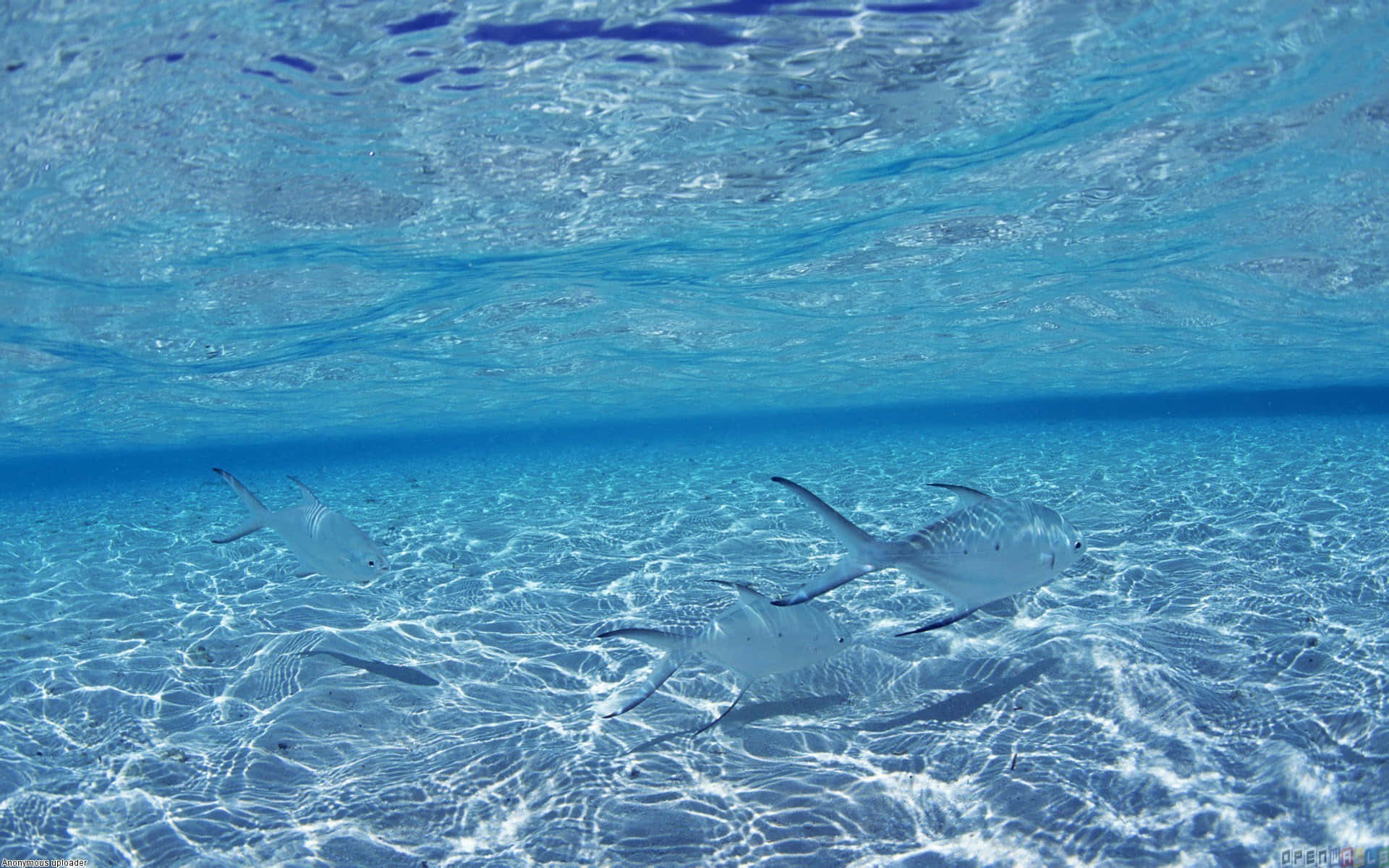 Pretty Ocean 桌布 壁紙 — 兩條銀色魚兒在陽光普照的沙質海床上方，優雅地滑過清澈見底的碧綠海水。