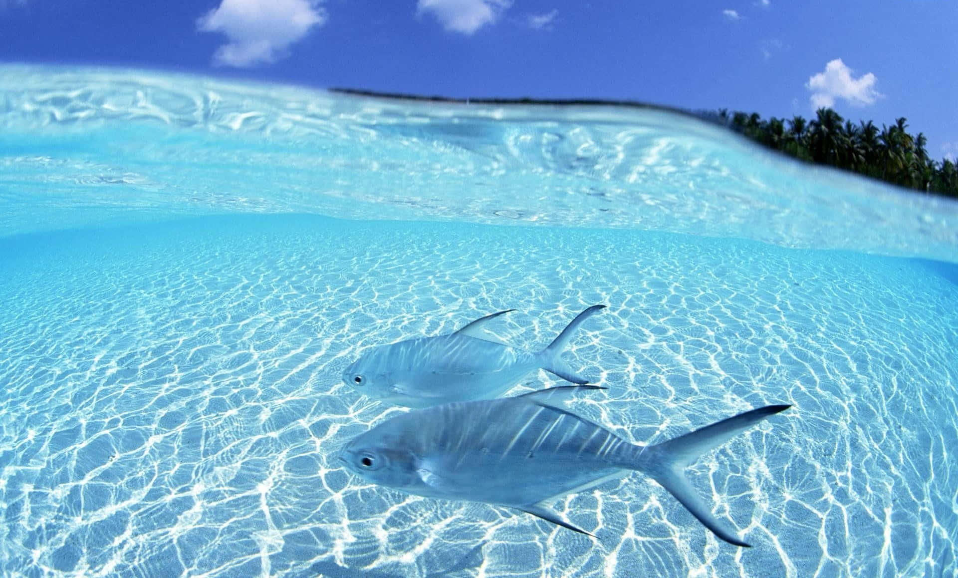 Fish Desktop 桌布 壁紙 — 兩條銀色魚在清澈的藍綠色水中滑行，上方是藍天白雲和遠處有棕櫚樹的海岸。