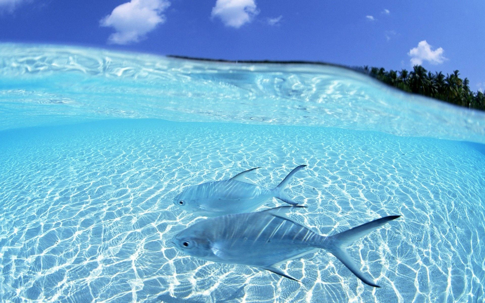 釣魚 桌布 壁紙 — 兩條銀色魚在清澈碧綠的海水中滑行，上方是藍天白雲，遠處有棕櫚樹點綴的海岸。