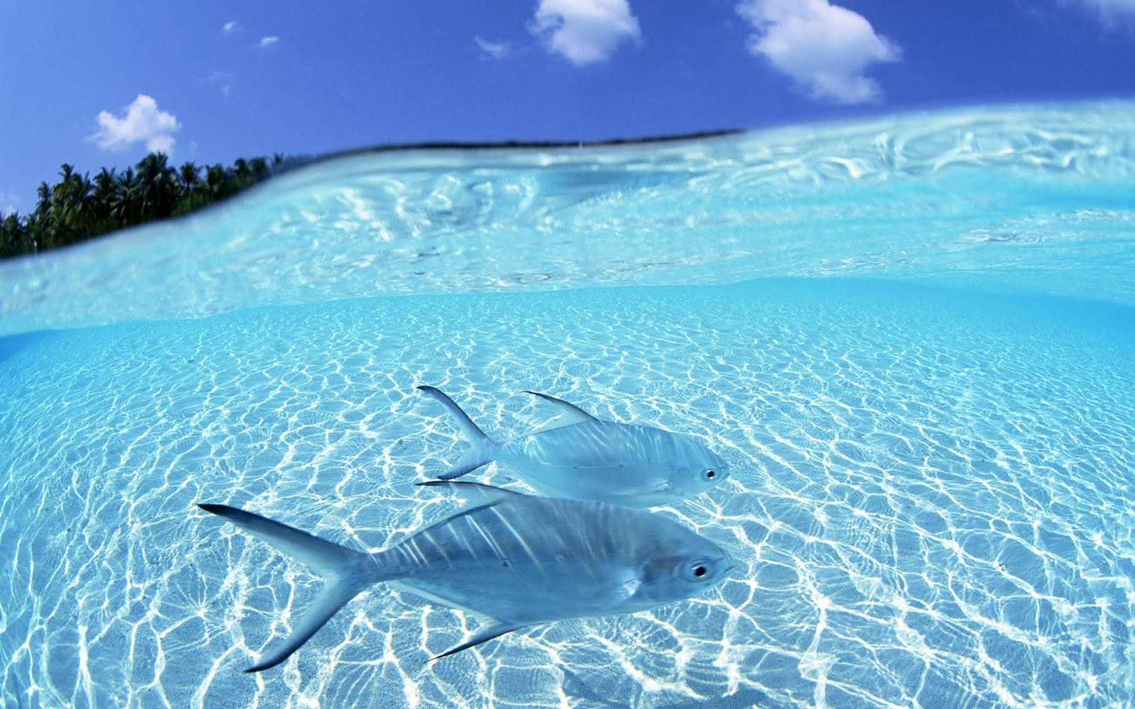 酷魚 桌布 壁紙 — 兩條銀色魚在清澈碧綠的海水中滑行，上方是明亮的藍天、蓬鬆的雲朵和遠處的熱帶島嶼。