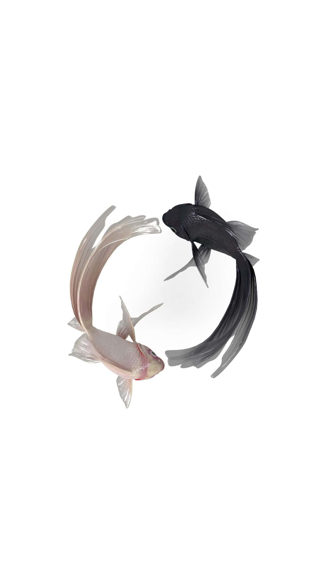 Yin Yang Fish 桌布 壁紙 — 兩條錦鯉，一條黑色一條白色，在純白背景上以完美的圓形游動。