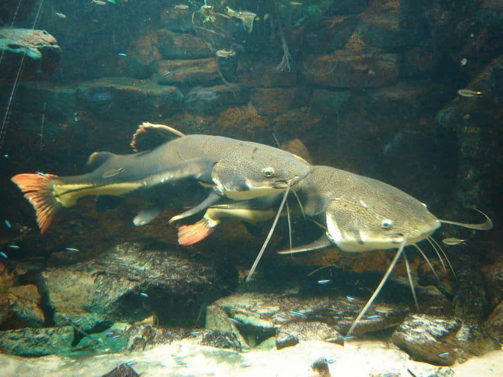 catfish 桌布 壁紙 — 兩條長鬚大鯰魚在清澈水中岩石河床附近優雅地游動。