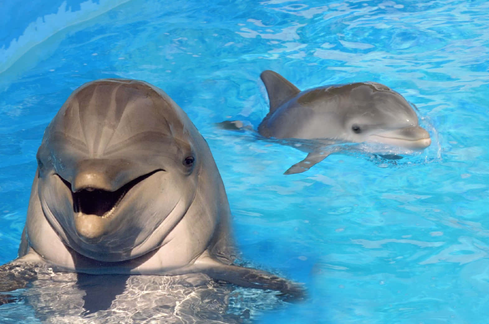 dolphins 桌布 壁紙 — 兩條頑皮的海豚在陽光明媚的泳池中，從清澈的藍色水裡向上對著鏡頭微笑。