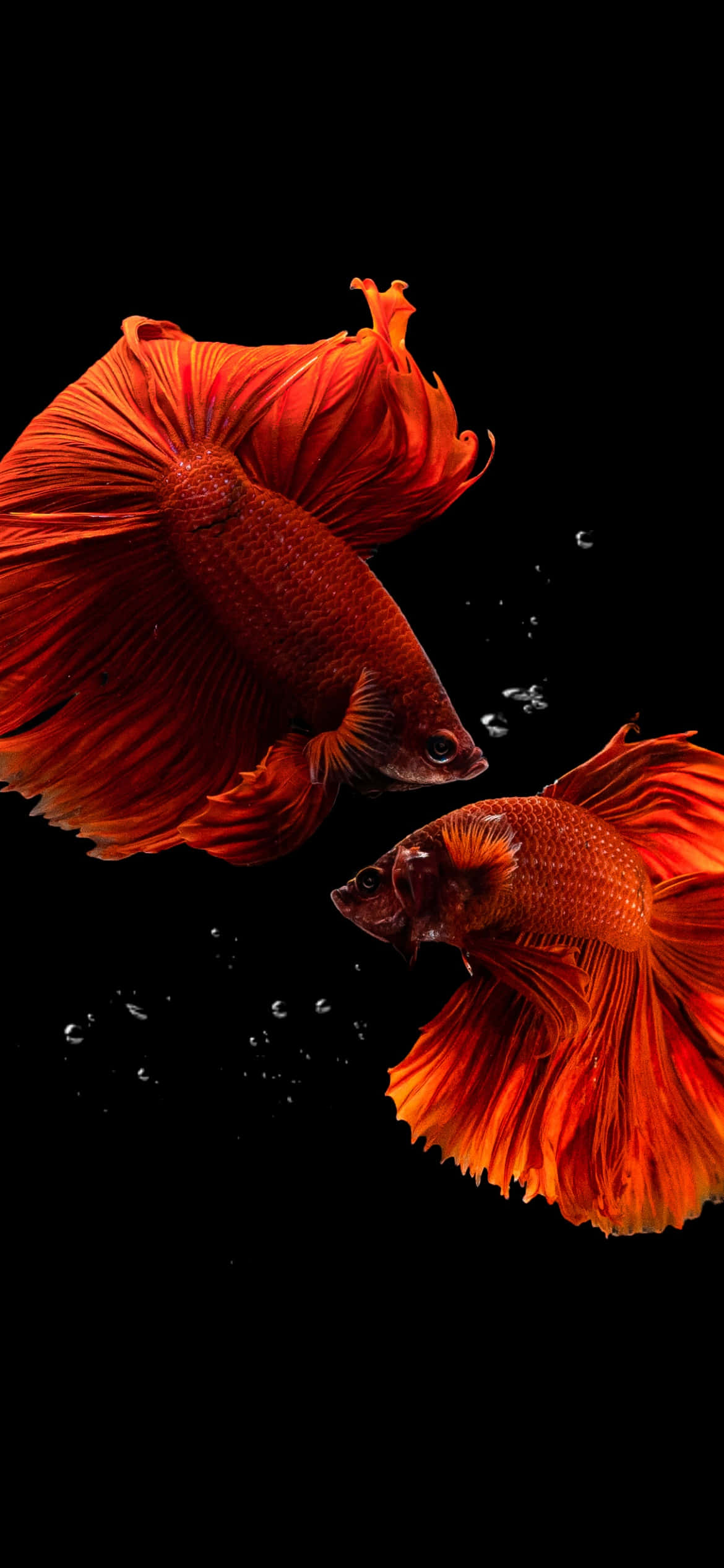 Aquarium iPhone 桌布 壁紙 — 兩條鮮豔橙色、魚鰭飄逸的鬥魚，在漆黑背景中伴隨浮動氣泡優雅游動。