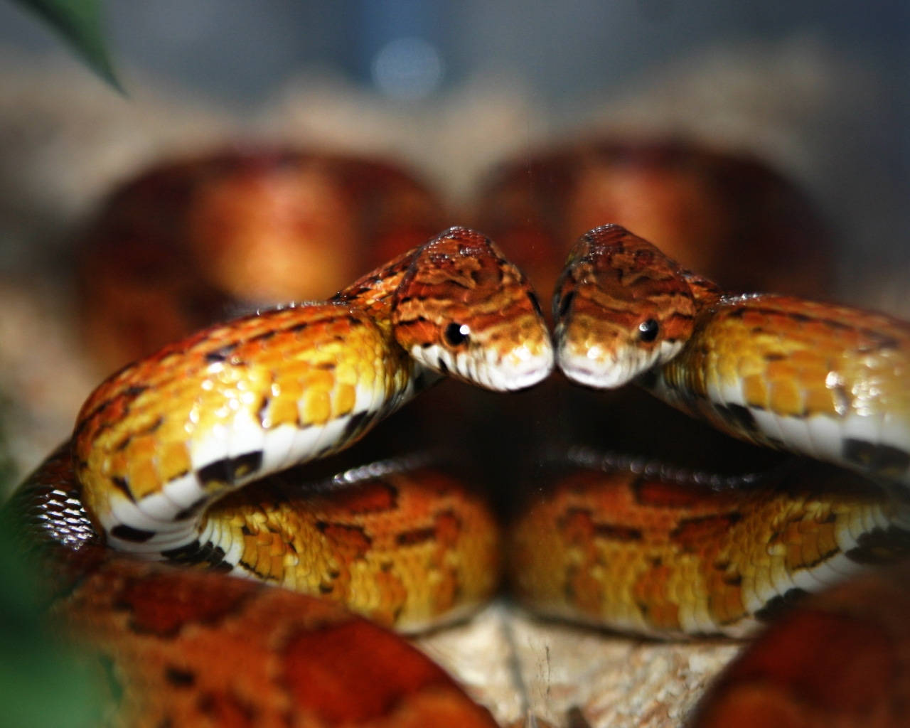 snakes 桌布 壁紙 — 兩條鮮豔的橙色和棕色蛇在模糊的泥土背景前以緊張的鏡像姿勢面對面。