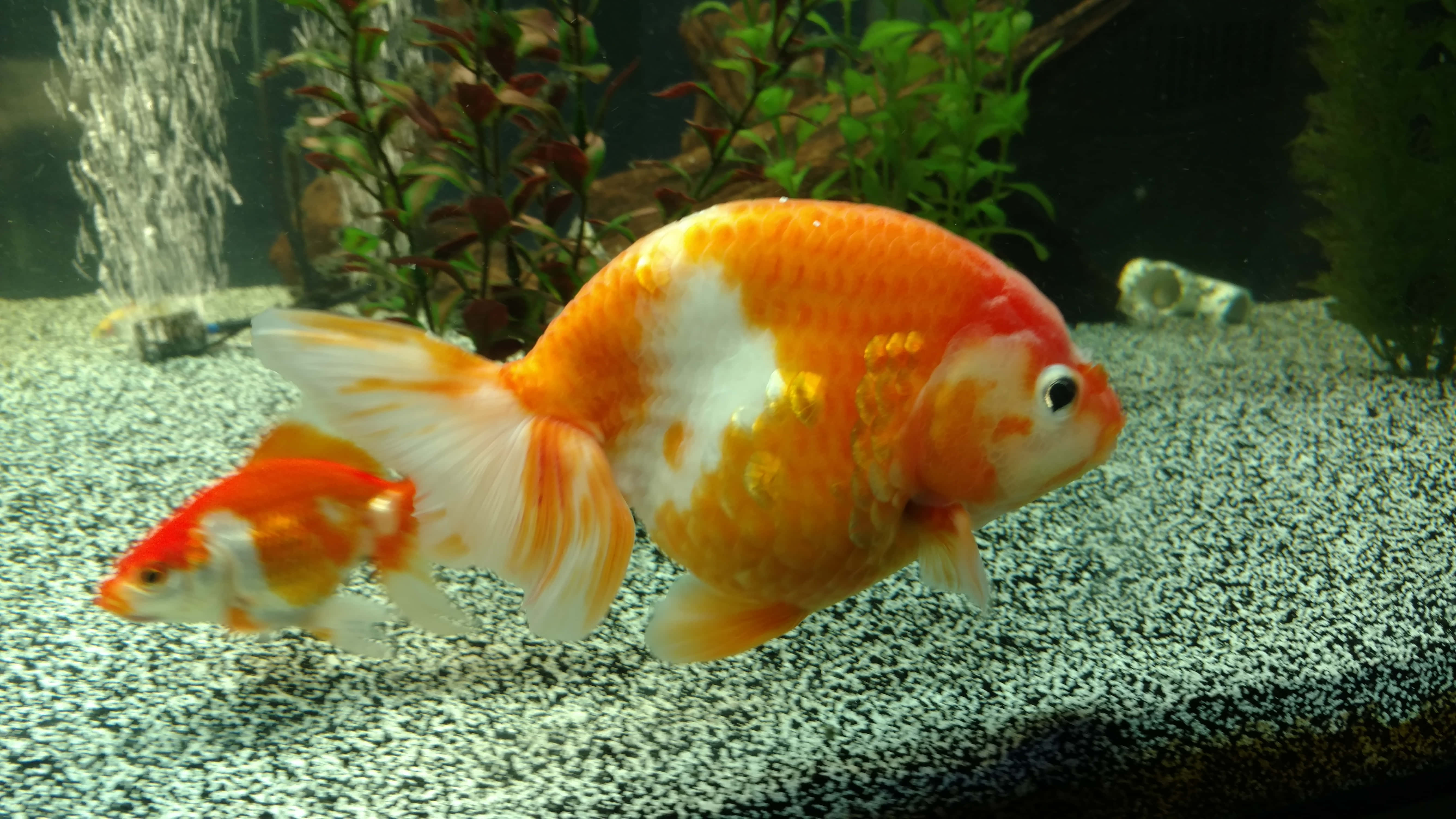 Goldfish 桌布 壁紙 — 兩條鮮豔的橙色和白色金魚在一個有礫石底床和溫和水流的水草缸中優雅地游動。