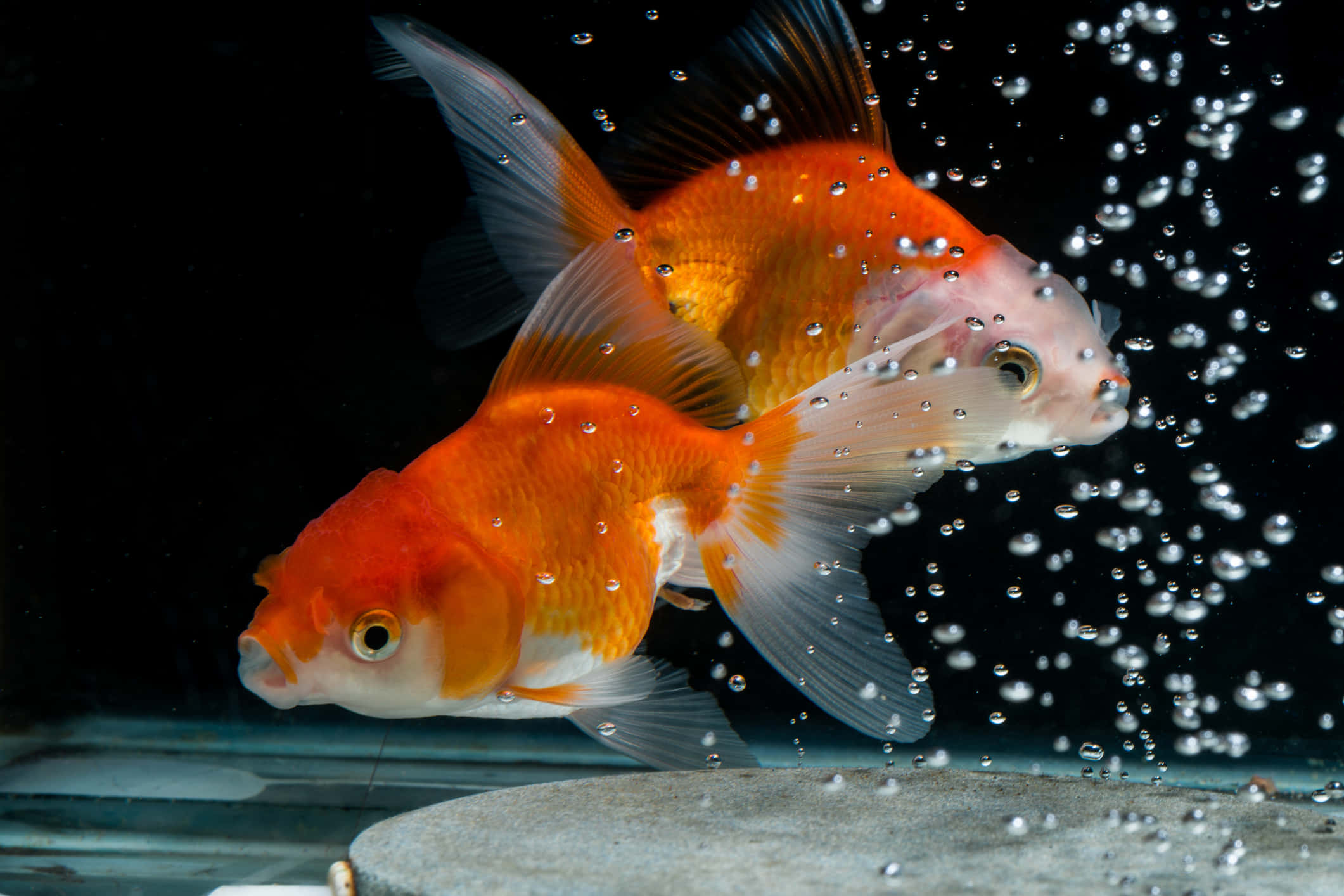 Goldfish 桌布 壁紙 — 兩條鮮豔的橙色和白色金魚在清澈的水中優雅地游動，周圍有上升的氣泡，背景為深色。