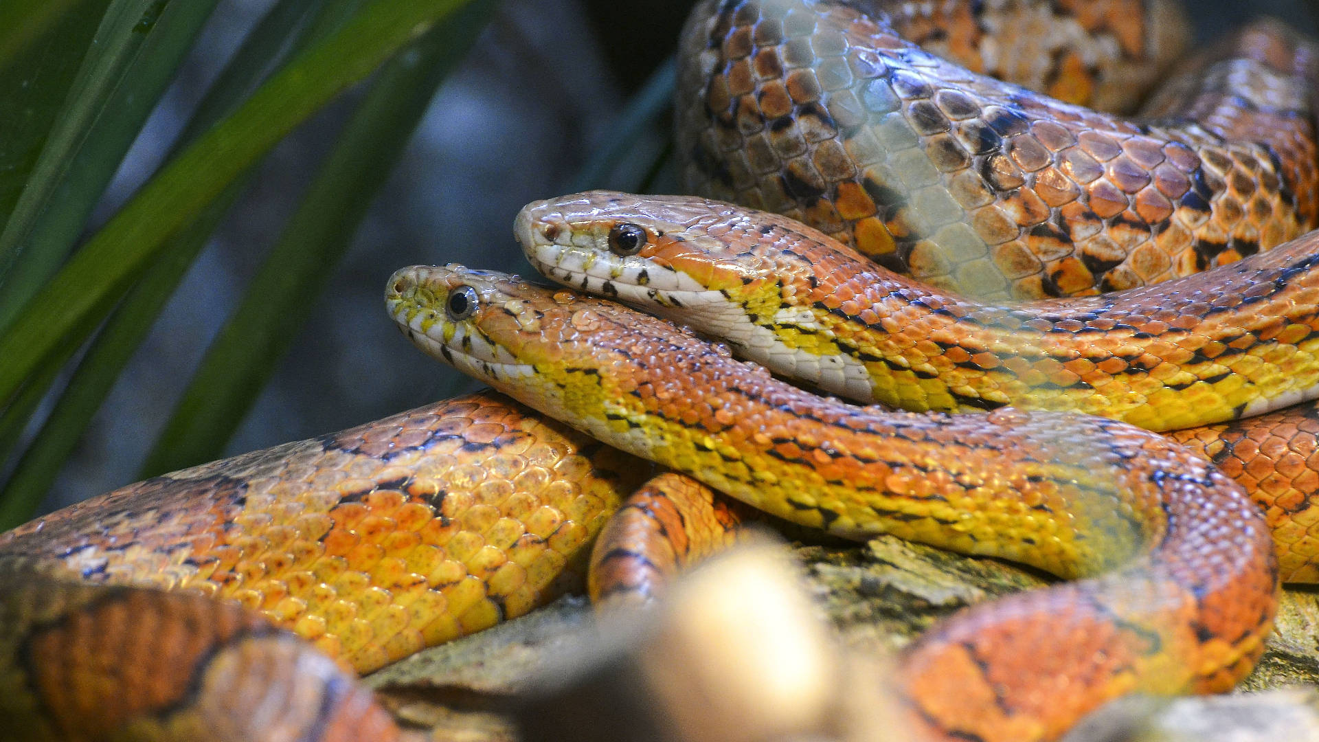 reptiles 桌布 壁紙 — 兩條鮮豔的橙色和黃色蛇在茂密的綠葉中纏繞在一起的特寫照片。