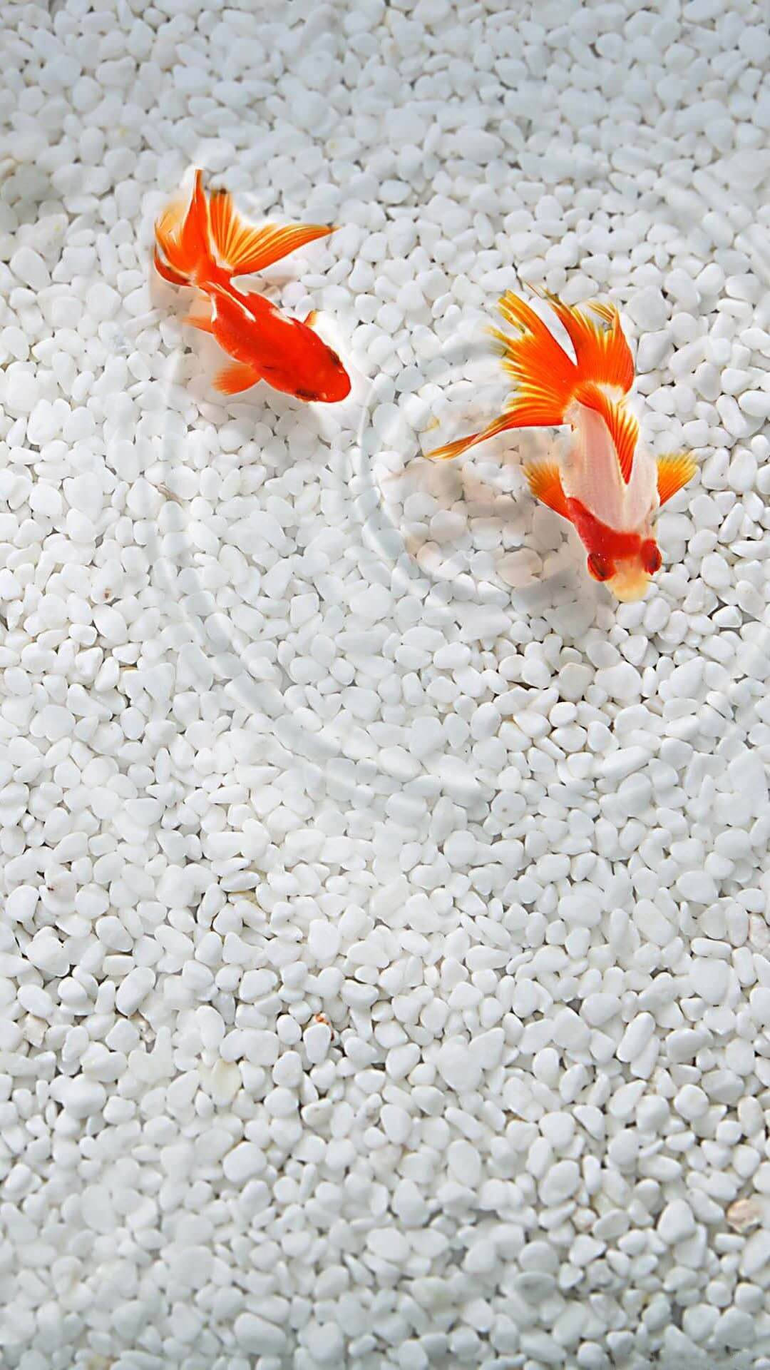 動物 桌布 壁紙 — 兩條鮮豔的橙色金魚優雅地游過白色卵石床，在清澈的水中泛起輕柔的漣漪。