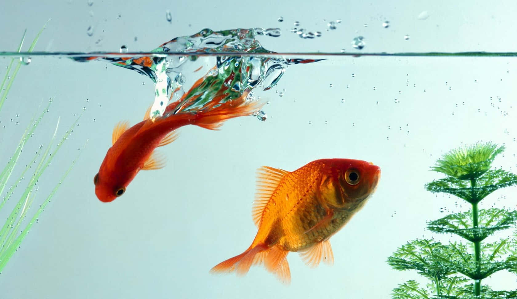 金魚 桌布 壁紙 — 兩條鮮豔的橙色金魚在清澈的水中優雅地游動，周圍有綠色植物和上升的氣泡。