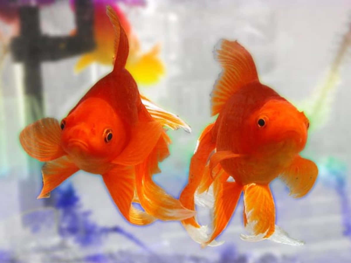 金魚 桌布 壁紙 — 兩條鮮豔的橙色金魚在清澈的水族箱中優雅地游動，背景裝飾柔和模糊。