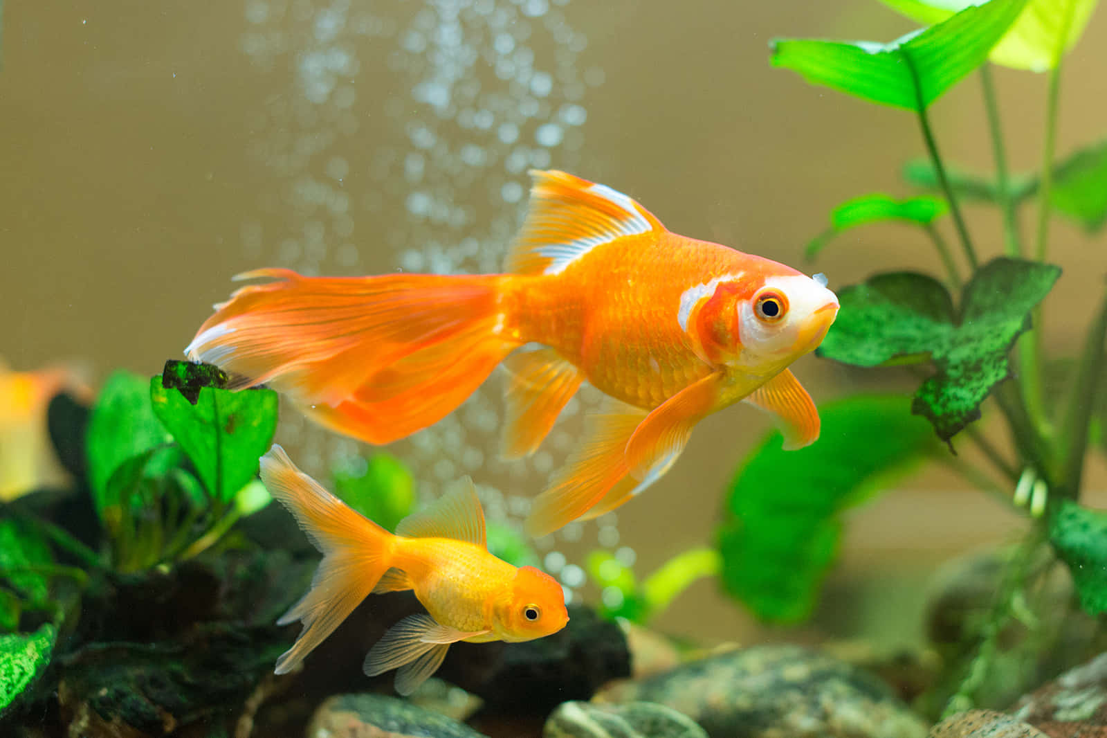 桌布 壁紙 — 兩條鮮豔的橙色金魚在清澈的水族箱中，於茂盛的綠色植物和冒泡的水中優雅地游動。