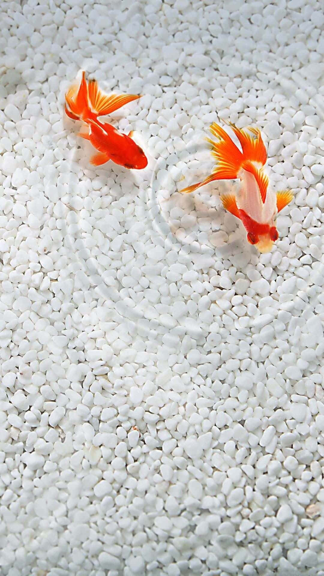 魚 桌布 壁紙 — 兩條鮮豔的橙色金魚在白色礫石床上優雅地游動，在清澈的水中激起輕柔的漣漪。