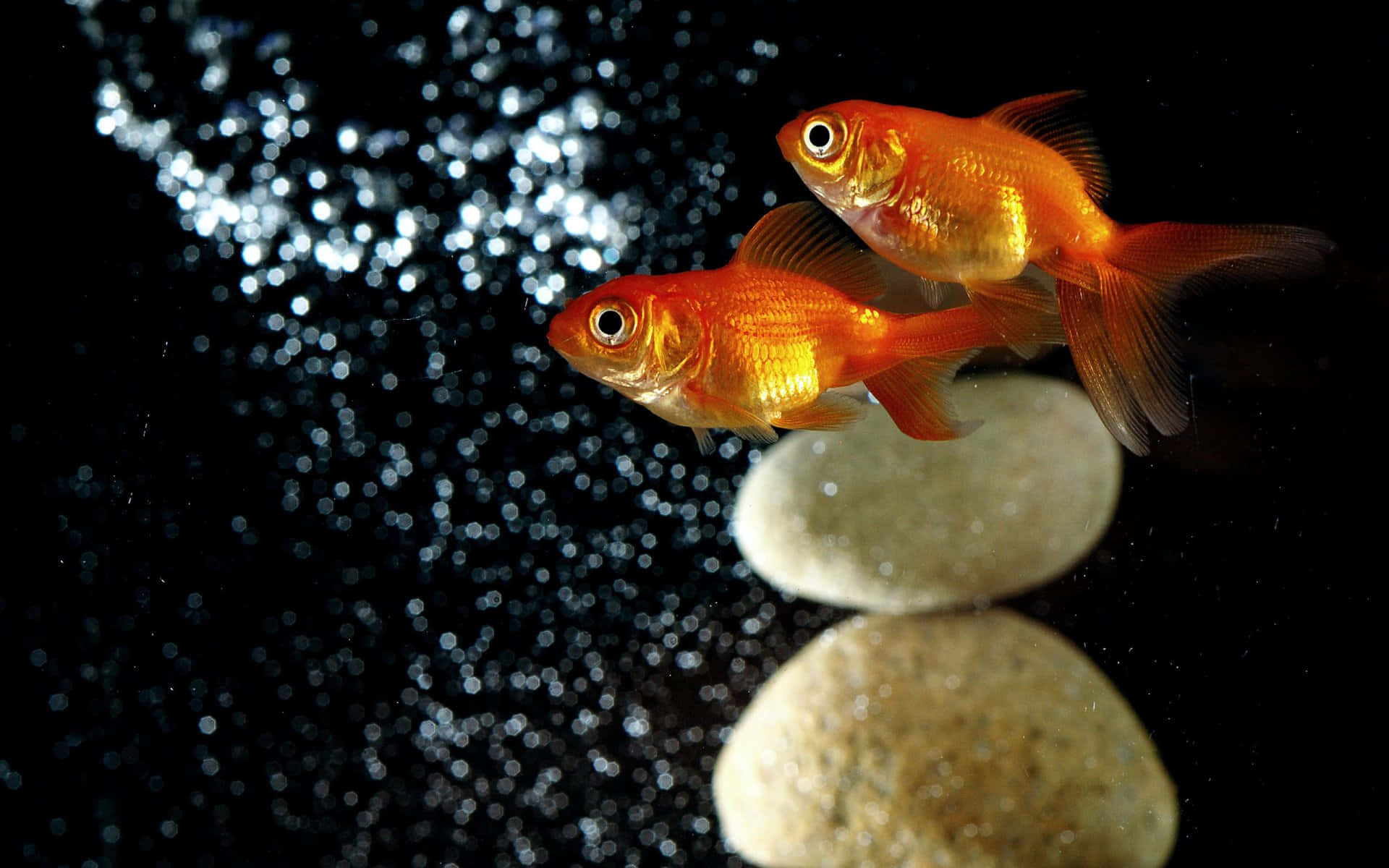 Goldfish 桌布 壁紙 — 兩條鮮豔的橙色金魚在閃爍水泡的黑暗背景下，優雅地在光滑的石頭附近游動。
