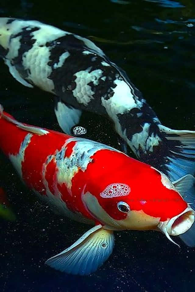 Koi Fish 桌布 壁紙 — 兩條鮮豔的錦鯉在暗水中優雅地游動，一條紅白相間，一條黑白相間，鱗片細緻，魚鰭飄逸。