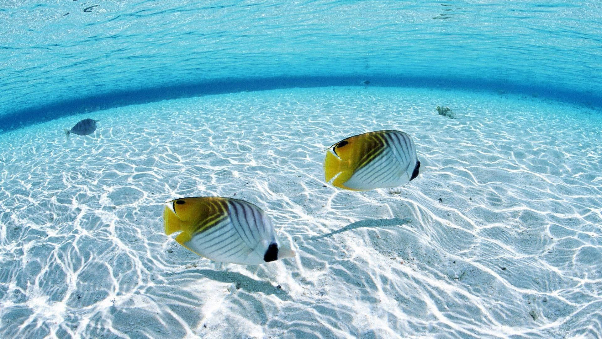 魚 桌布 壁紙 — 兩條鮮豔的黃白蝴蝶魚在陽光斑駁的白色沙地上優雅地游動，海水清澈碧綠。